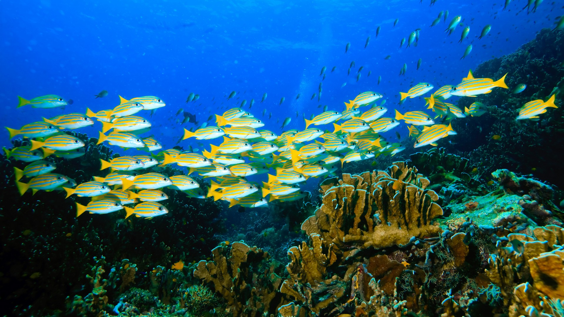 美丽的海底世界，鱼群，植物，蓝色的海洋，桌面壁纸