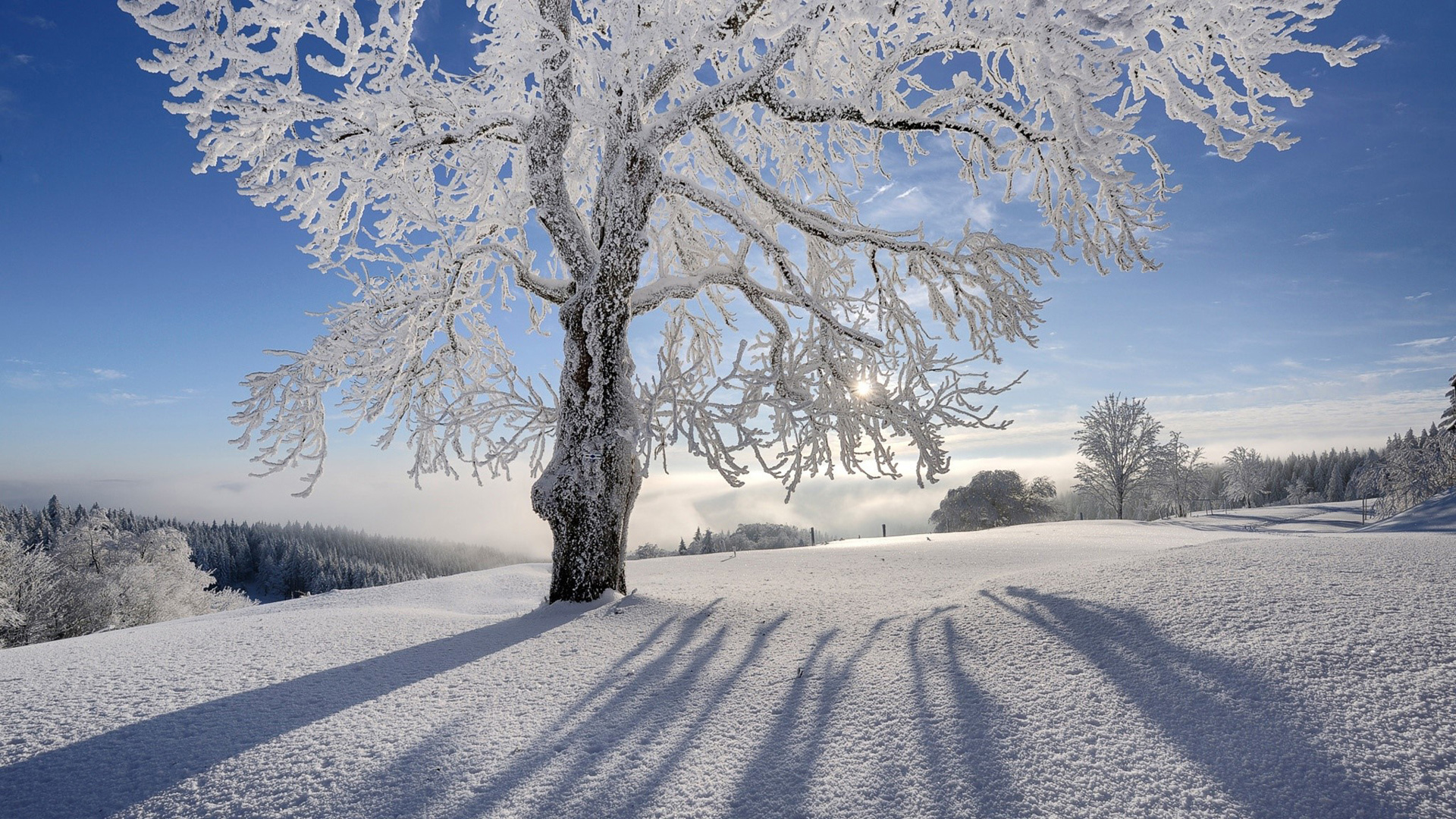 冬日雪景，阳光洒落林间——免费自然风景电脑壁纸下载