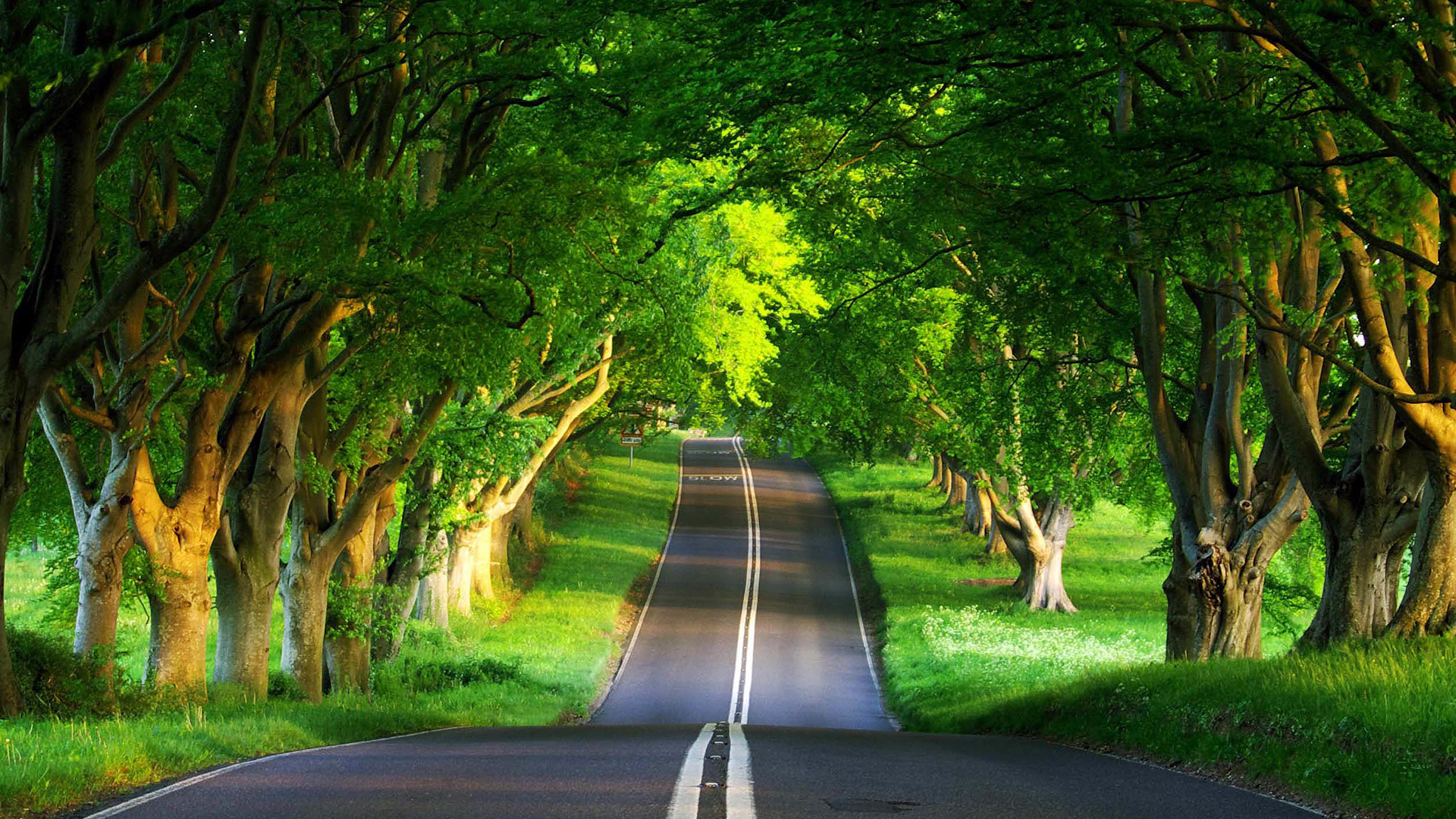夏天绿色森林公路自然护眼桌面壁纸