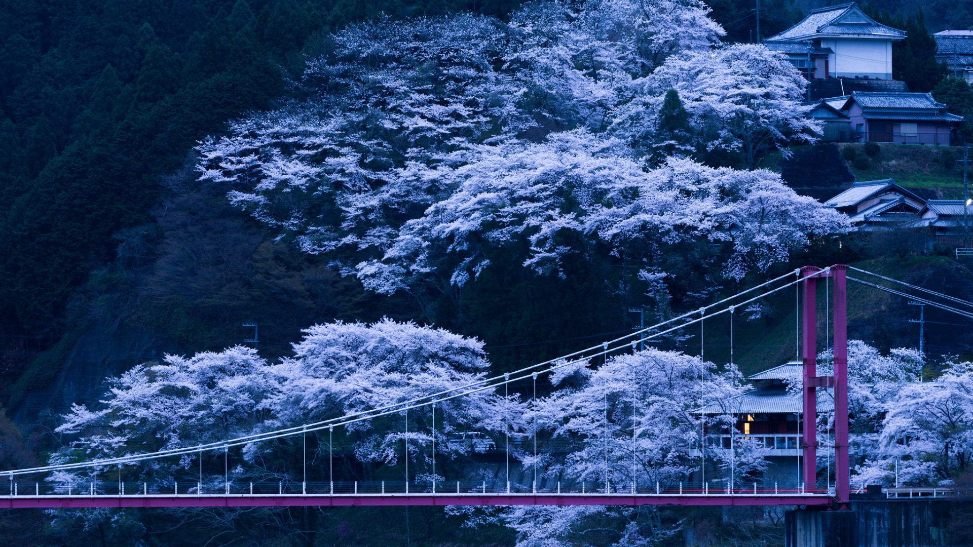 日本，樱花，桥梁，树木，坡度，春季，风景桌面壁纸