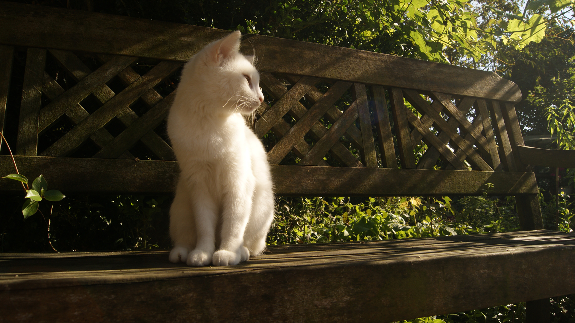 白猫，坐着，等待，凝望，美猫桌面壁纸