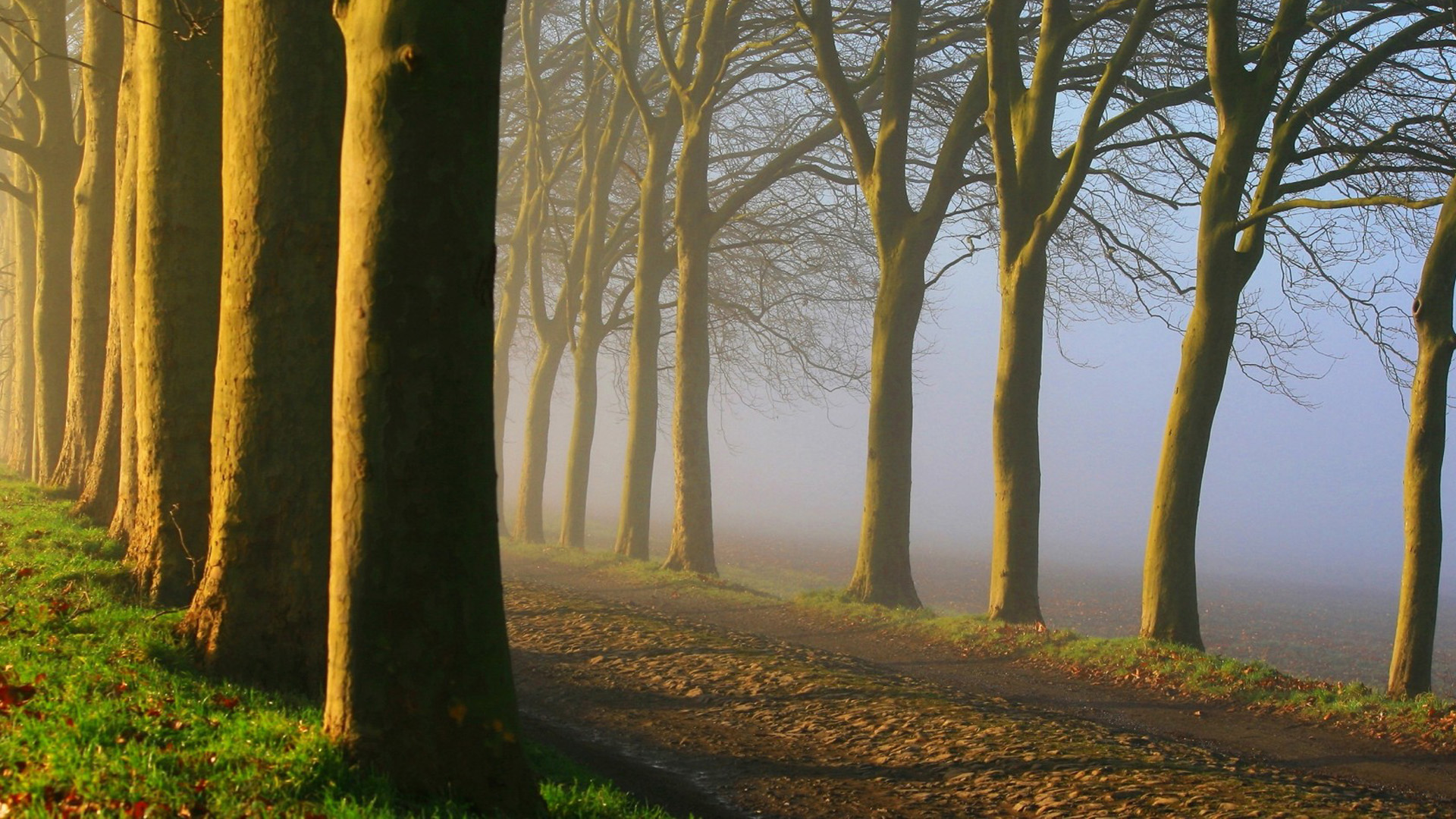 树木，早晨，大雾，道路，自然风景壁纸