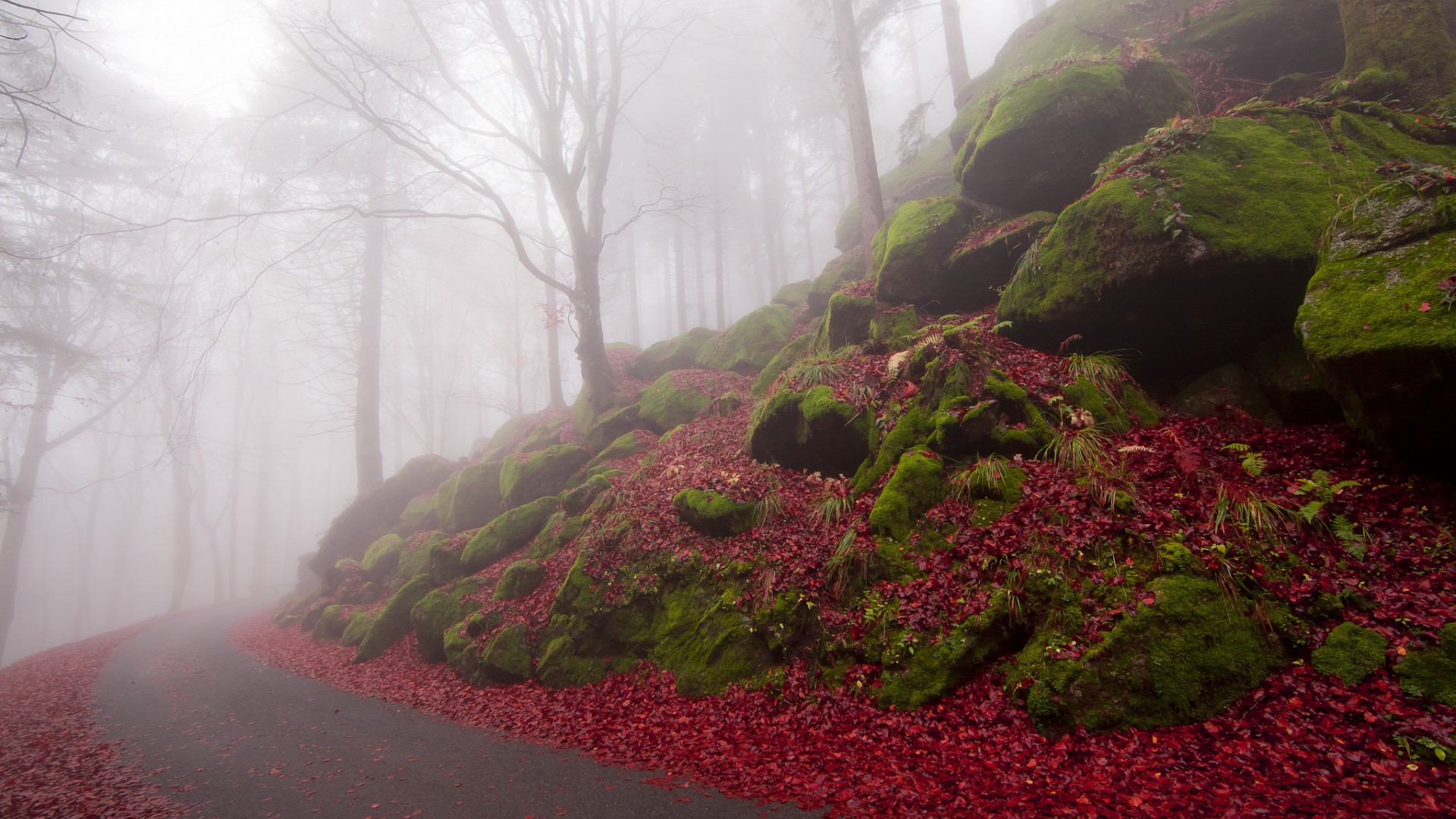 树木，道路，红色叶子，雾，秋季图片，自然风景桌面壁纸