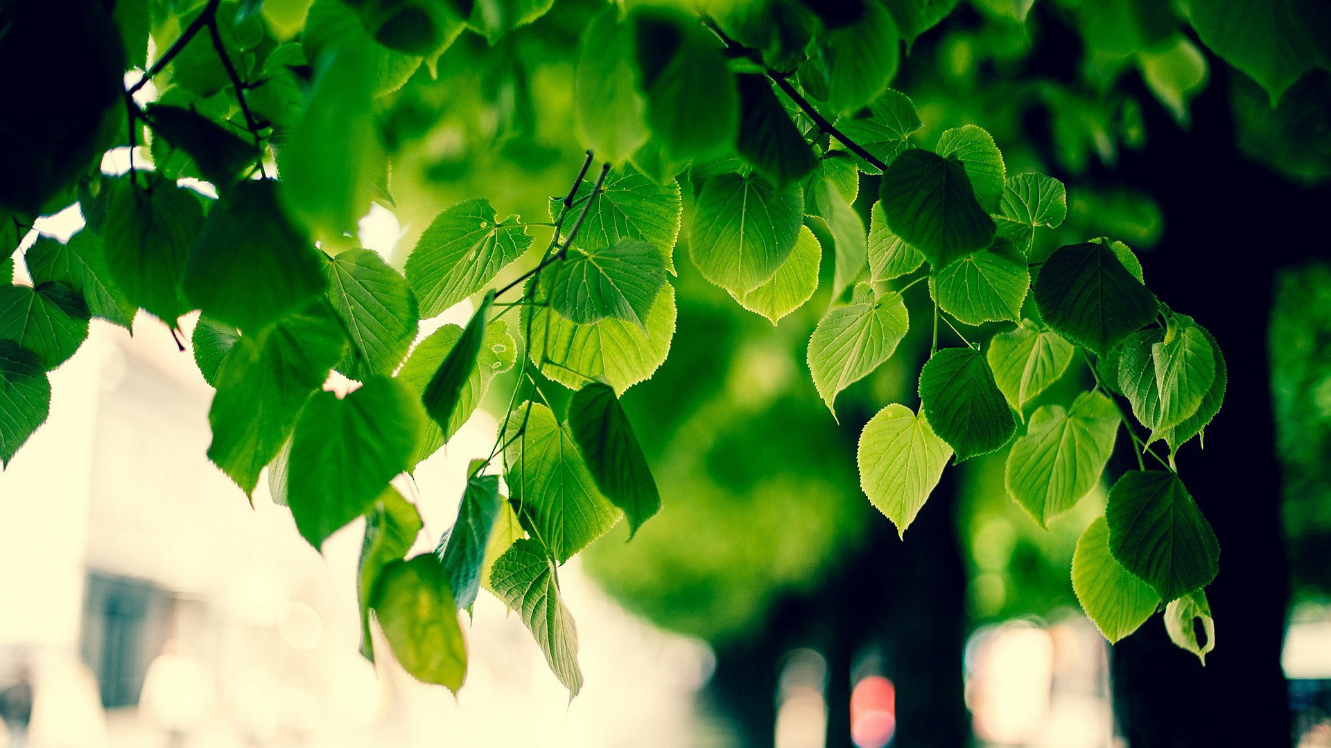 绿色的树,树叶,护眼桌面壁纸