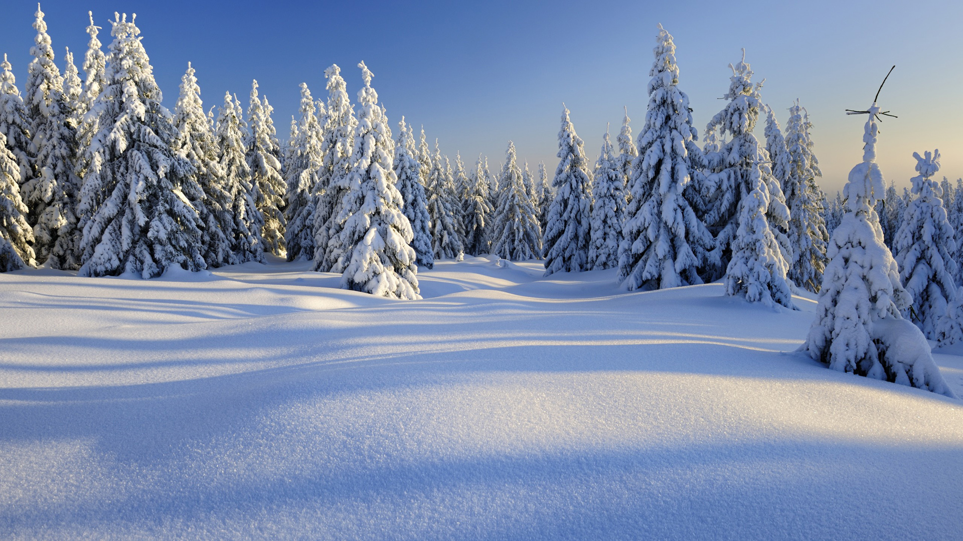 冬季大雪风光,雪地,树林,风景桌面壁纸