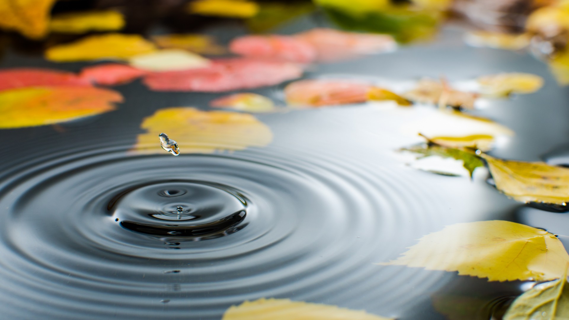 水,水波,秋天落叶唯美图片壁纸