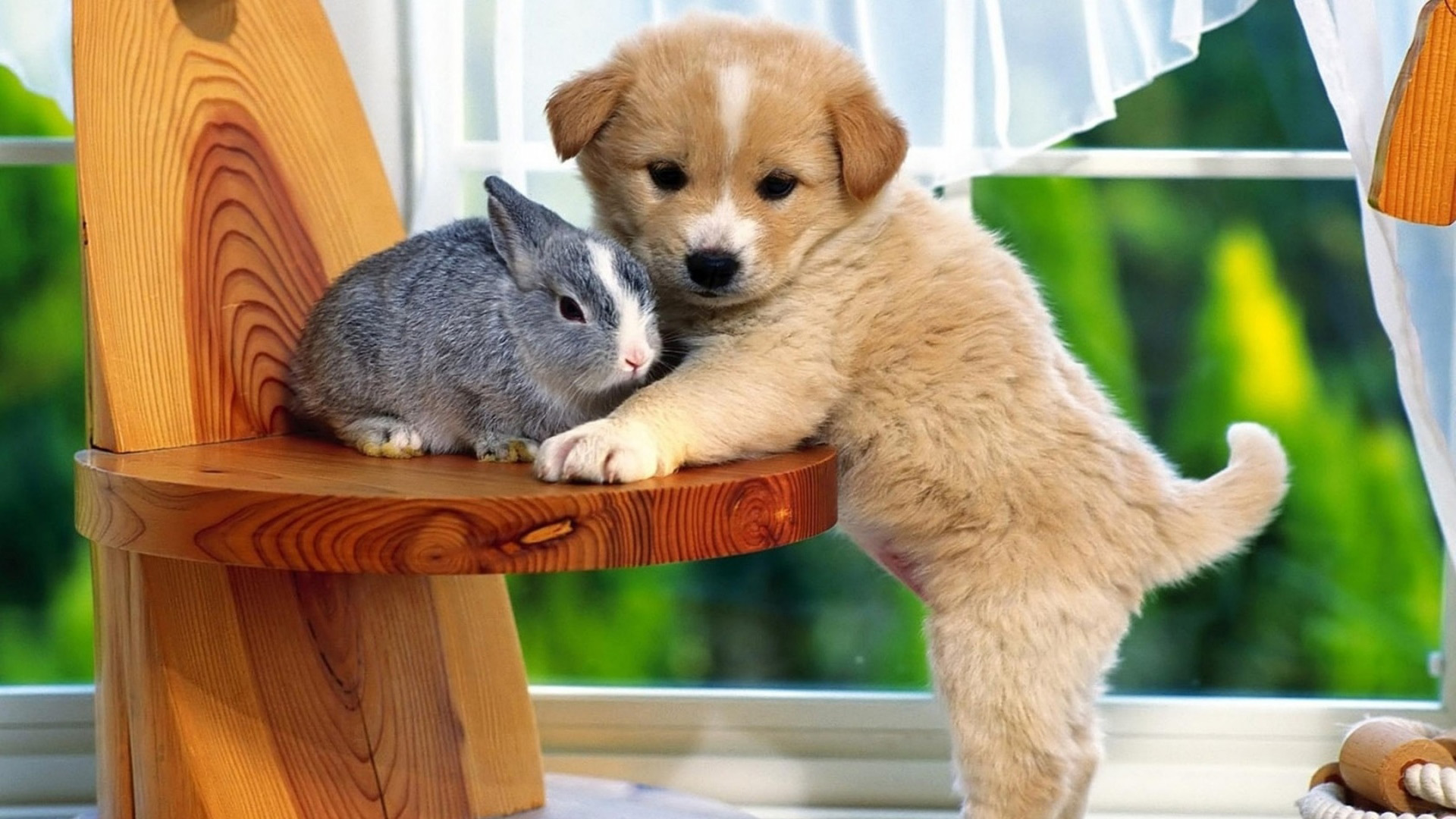 可爱的小狗,小兔,椅子桌面壁纸