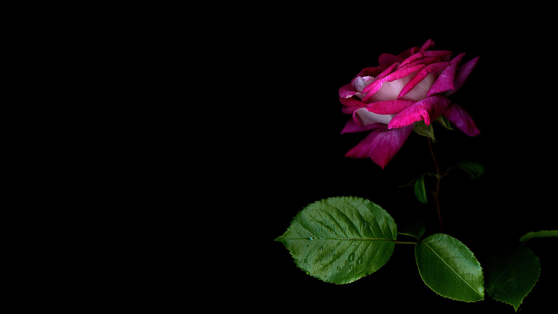 黑玫瑰背景背景图片-黑玫瑰背景背景素材图片-千库网