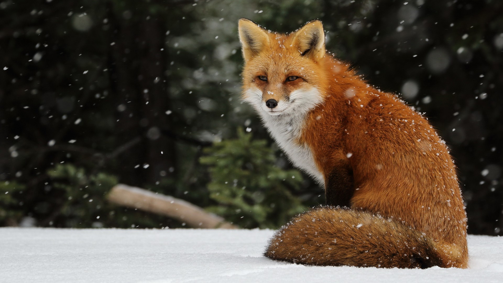 冬天,雪,降雪,雪花,狐狸图片,桌面壁纸