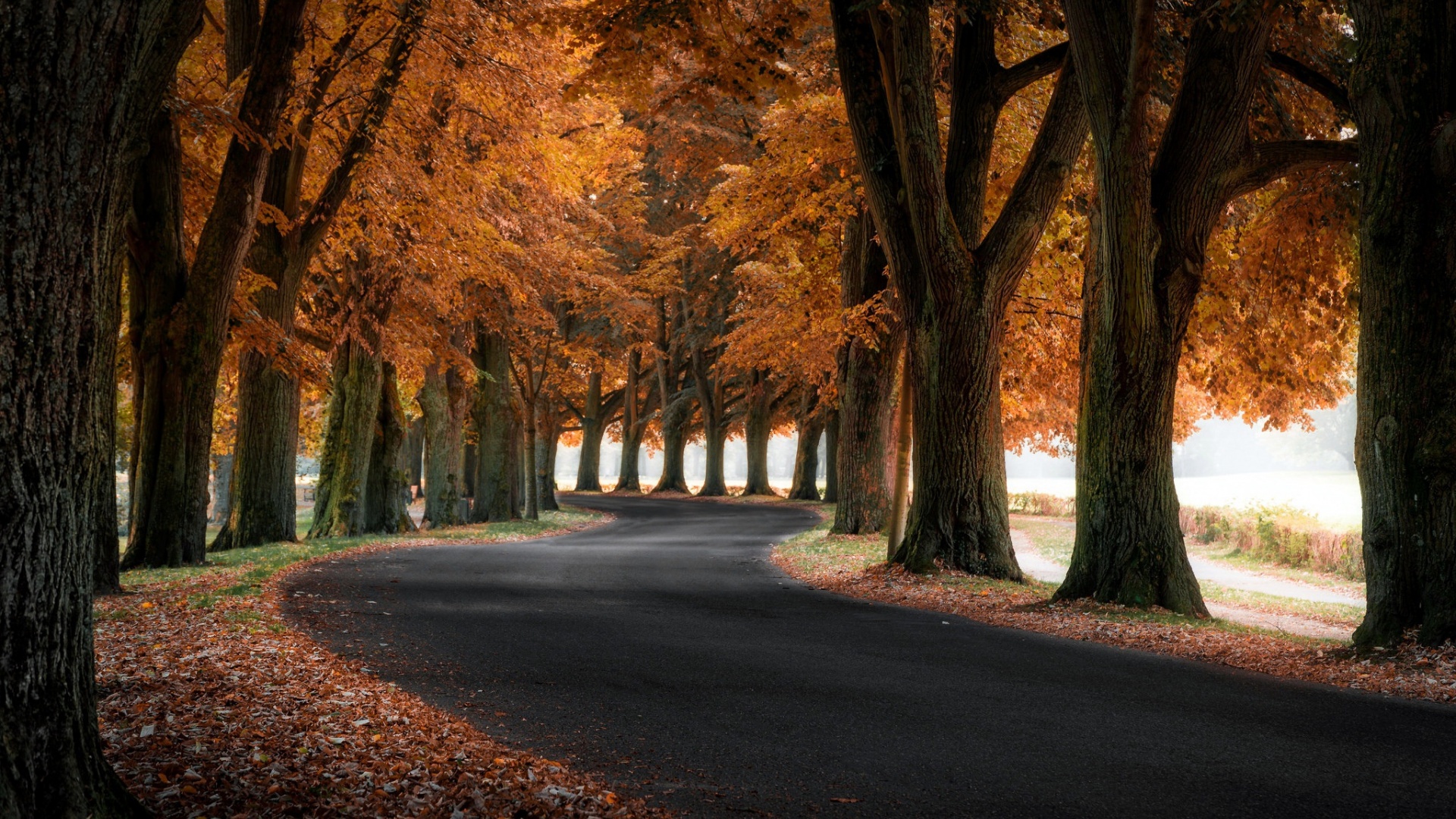 秋天的树木 弯曲的路 风景桌面壁纸