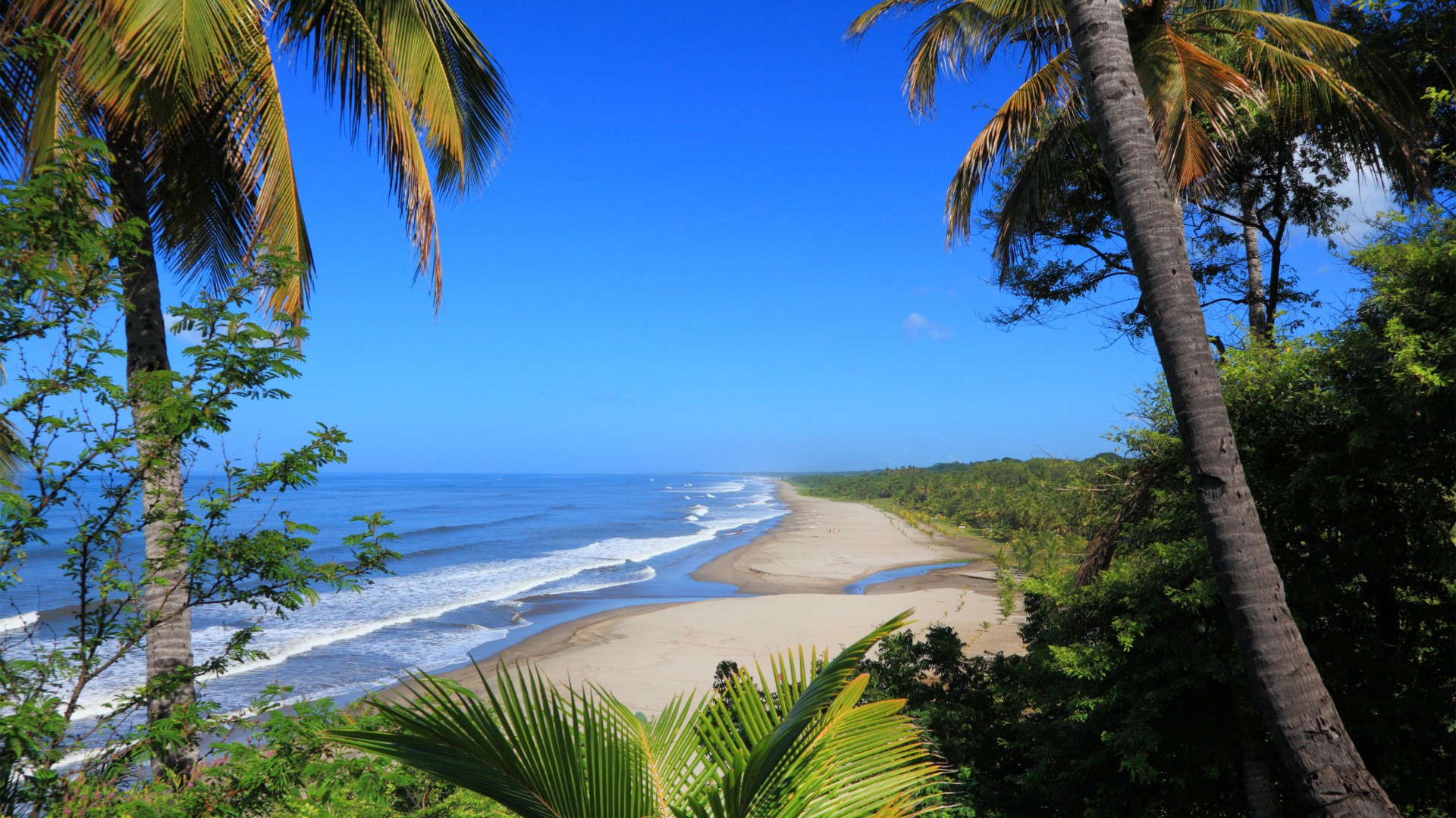 热带，大海，海浪，棕榈树，灌木，蓝色天空，海边风景桌面壁纸