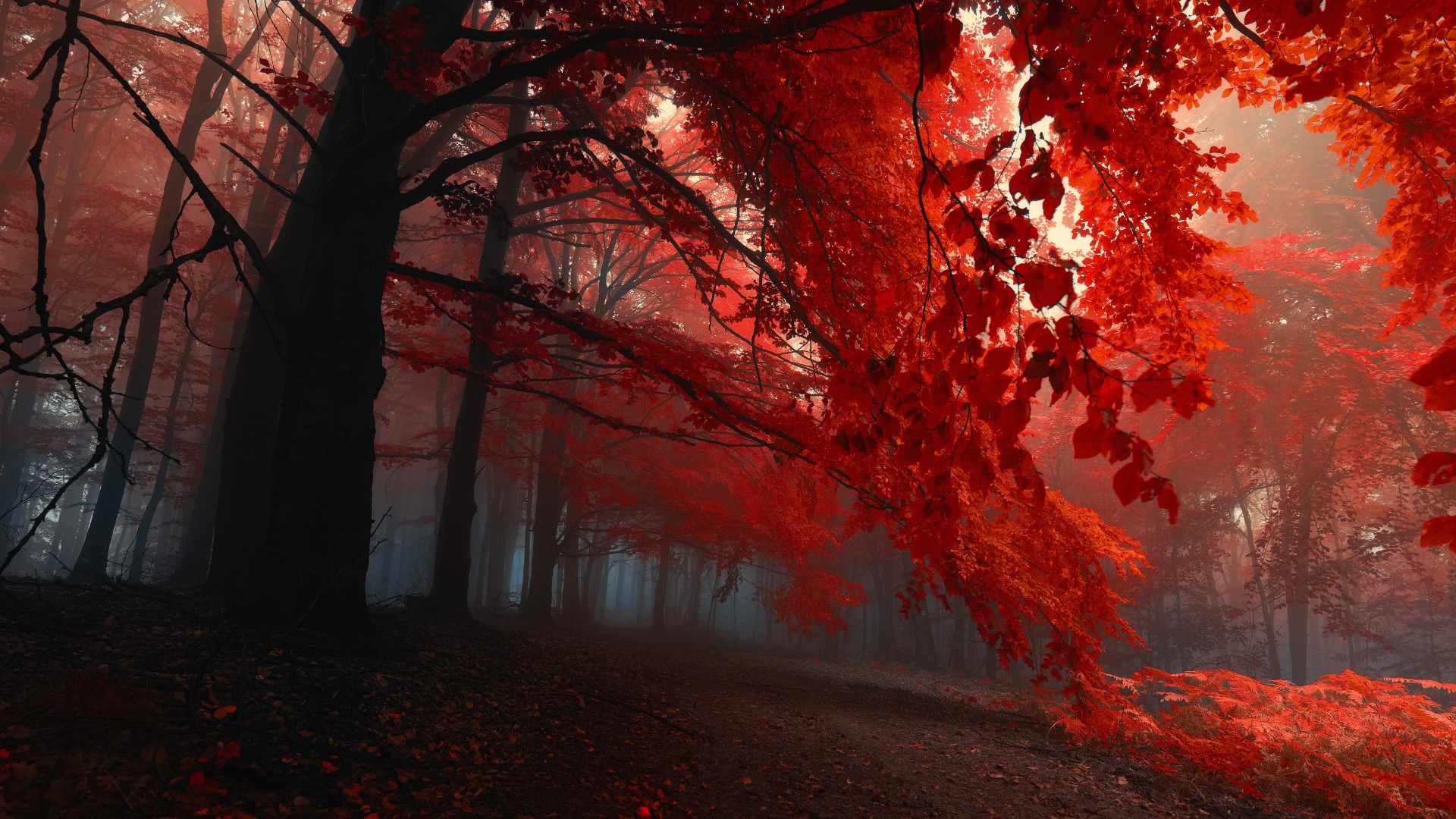森林，树木，秋天，树叶，红色树叶图片，自然，风景壁纸