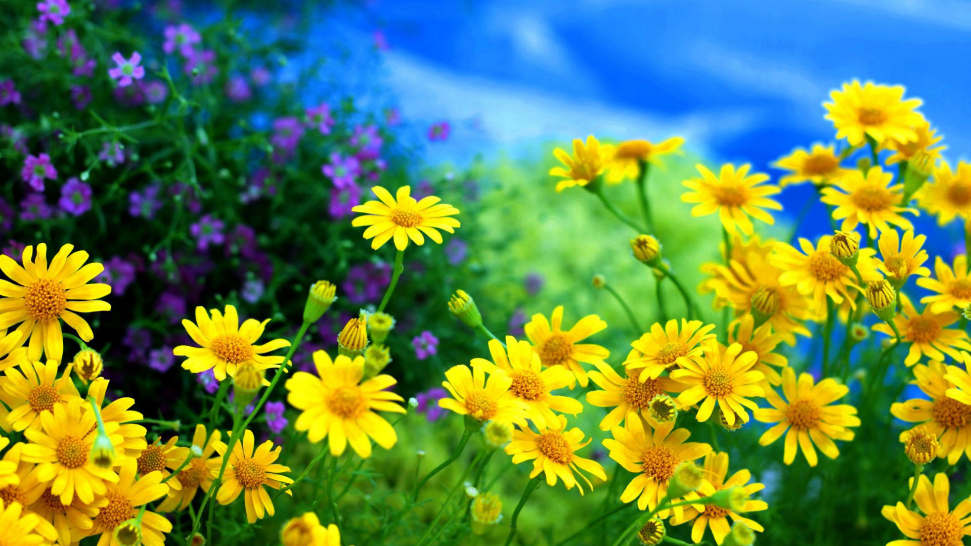 雏菊，黄色，花，花海，花场，桌面壁纸