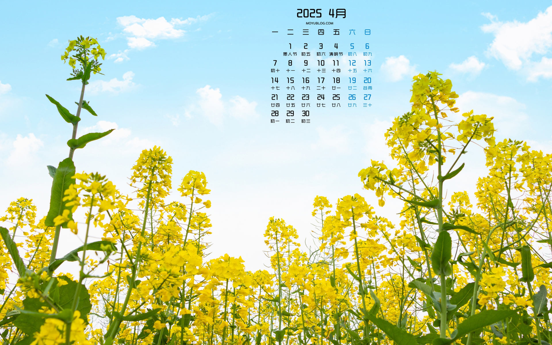 2025年4月油菜花天空风景日历电脑壁纸 免费下载