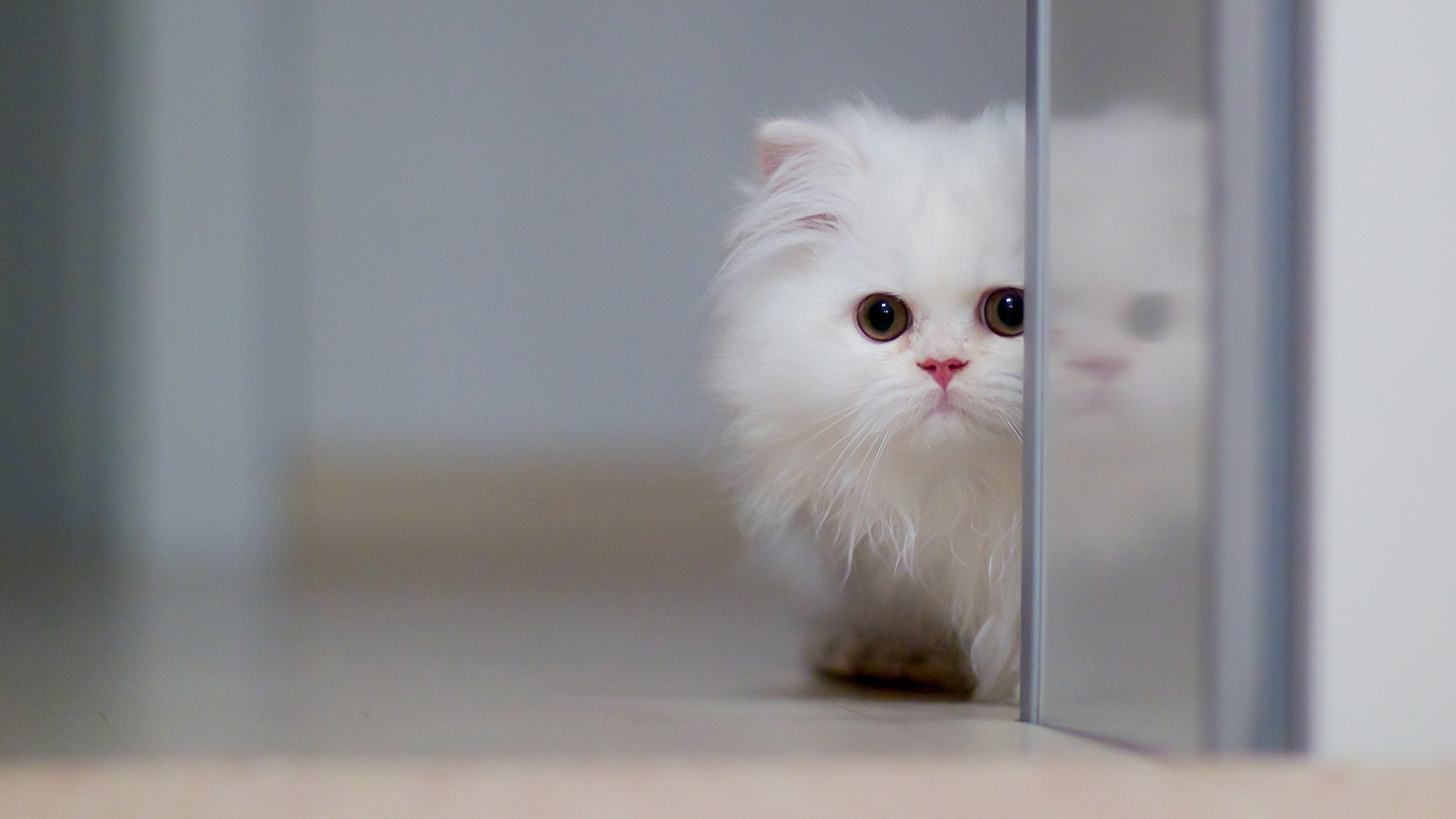 玻璃门,可爱的白色猫壁纸