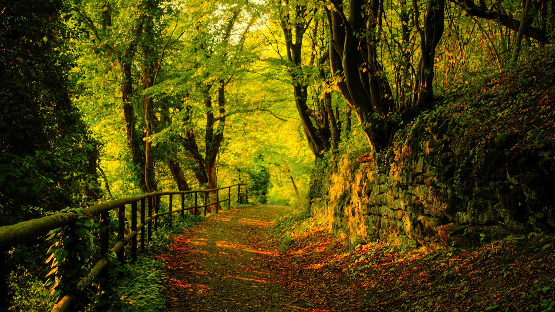 秋季树林风景壁纸