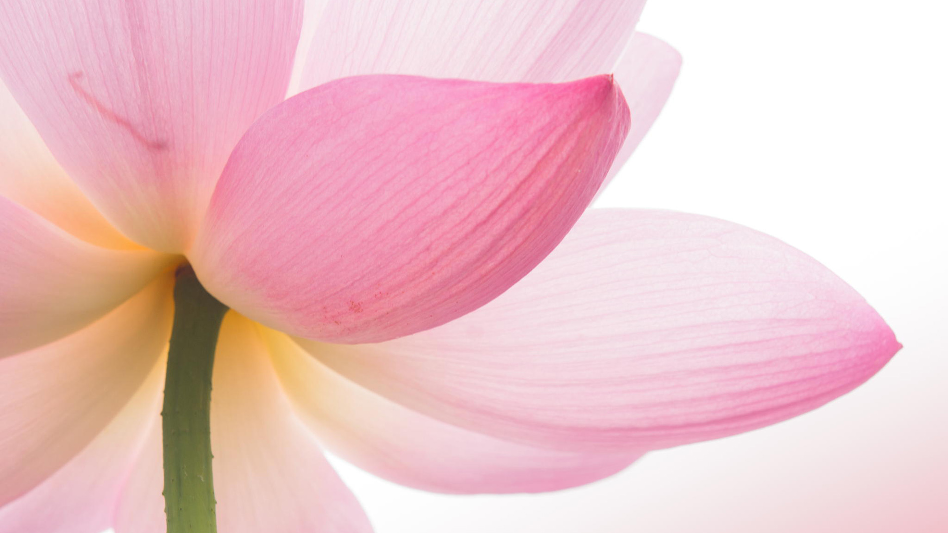 莲花，粉色花瓣，莲花桌面壁纸