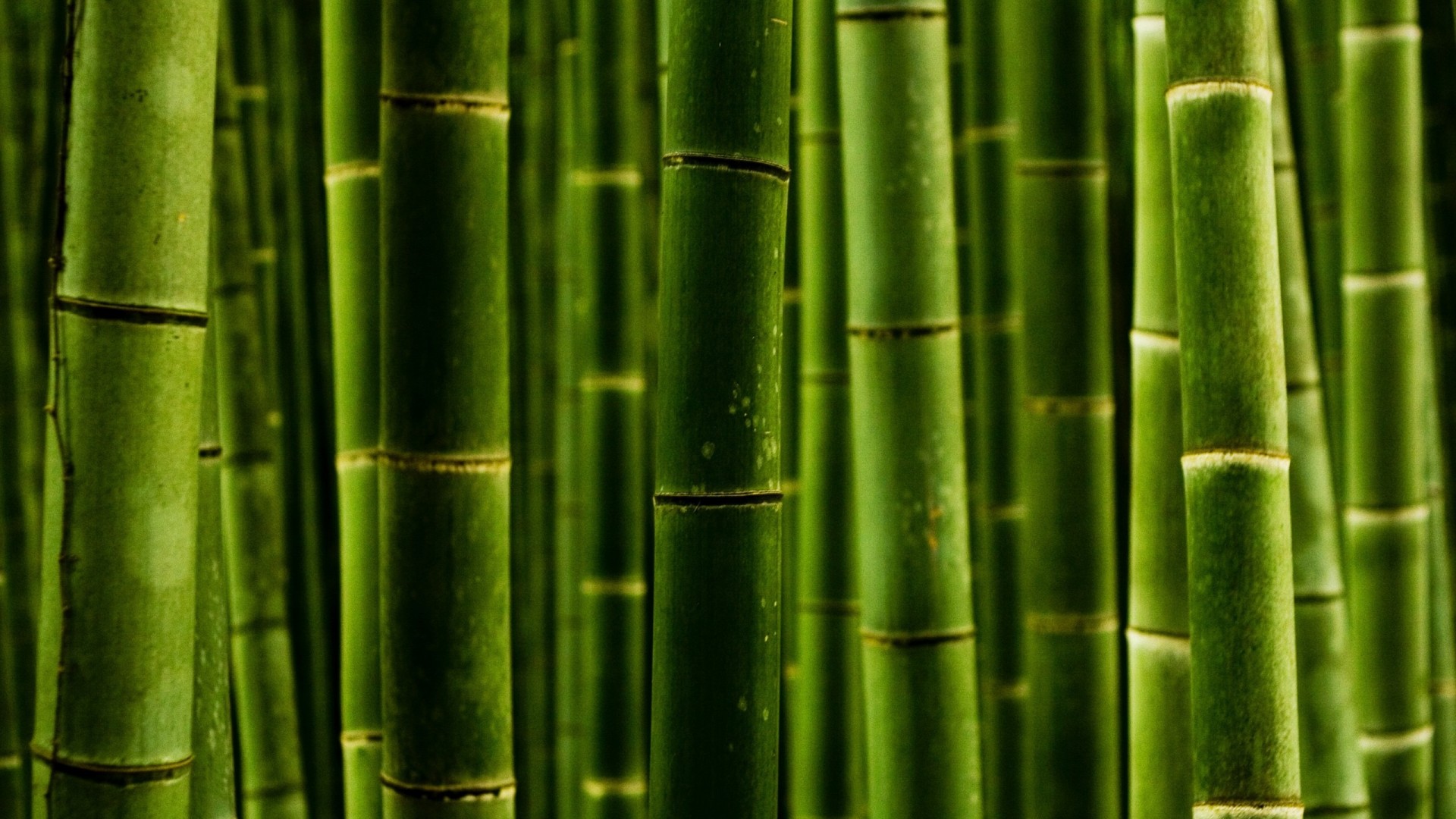 自然绿色竹子风景桌面壁纸