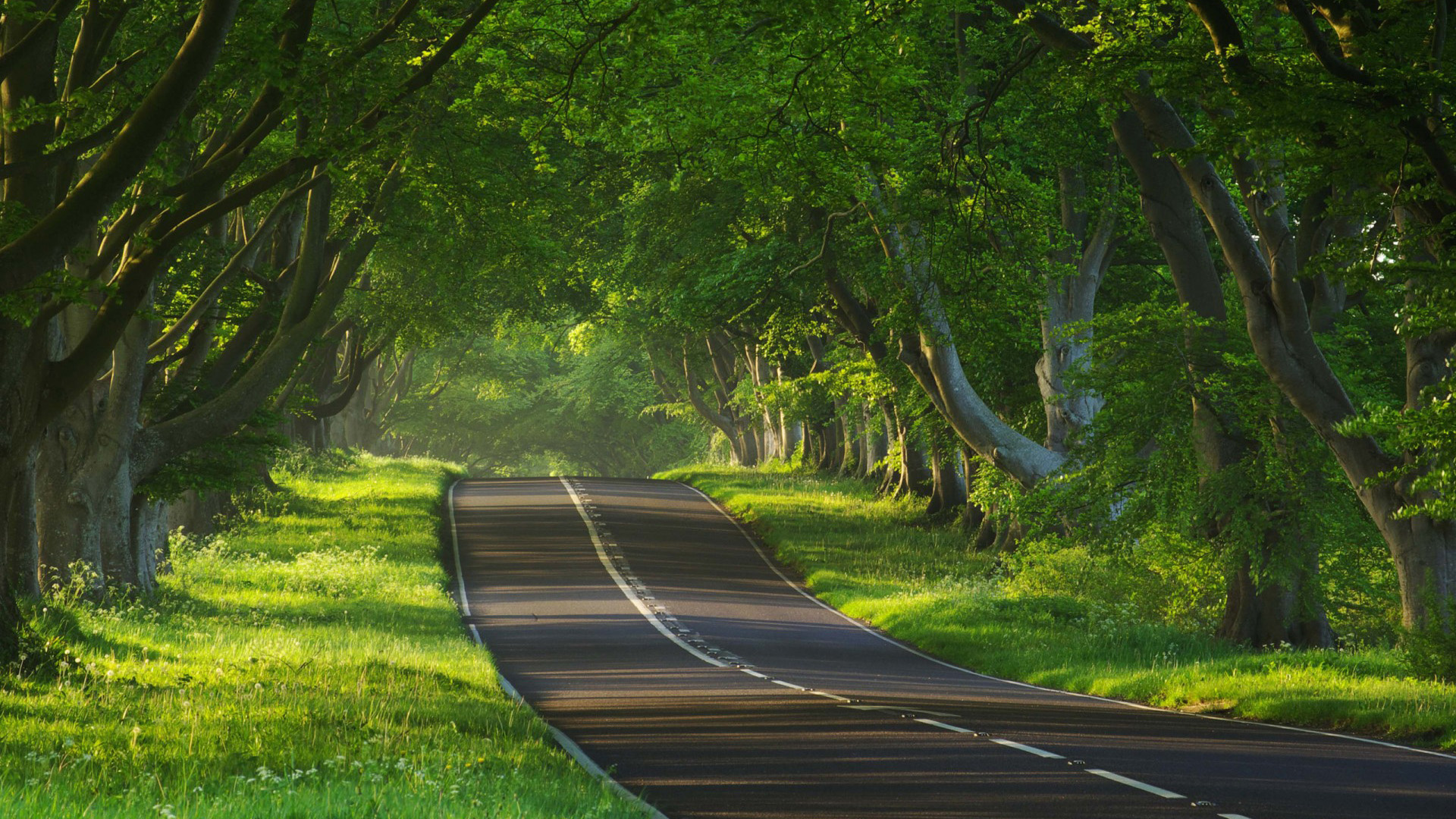 自然,公路,道路,路径,树林,风景桌面壁纸