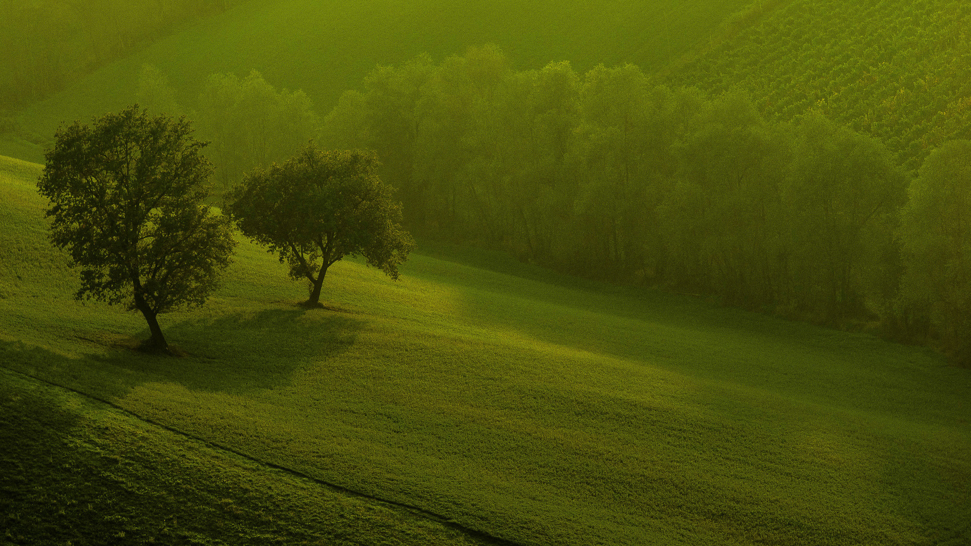 自然,田野,树木,早晨,绿色宽屏桌面壁纸