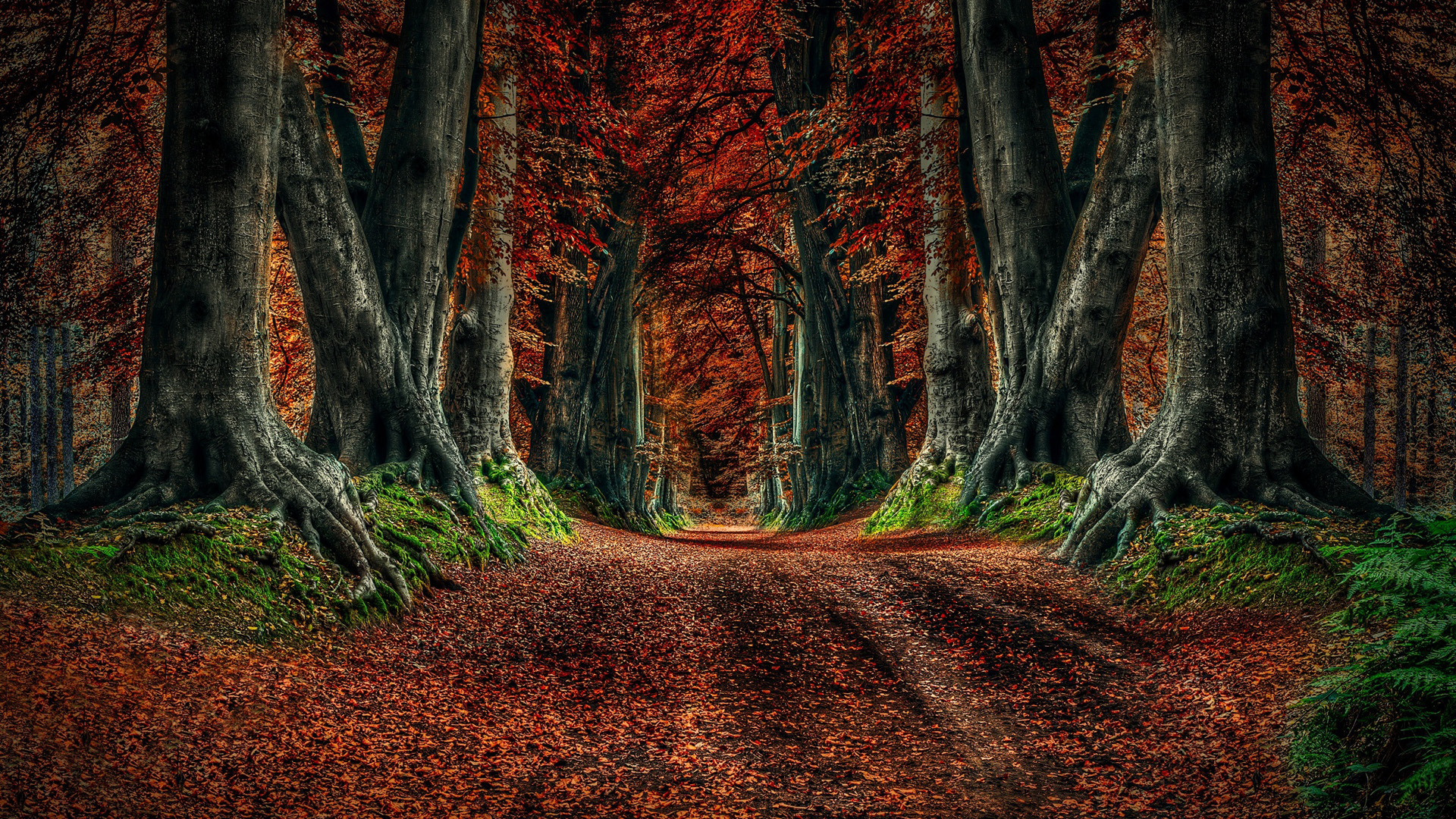 秋天森林的道路树叶自然风景桌面壁纸