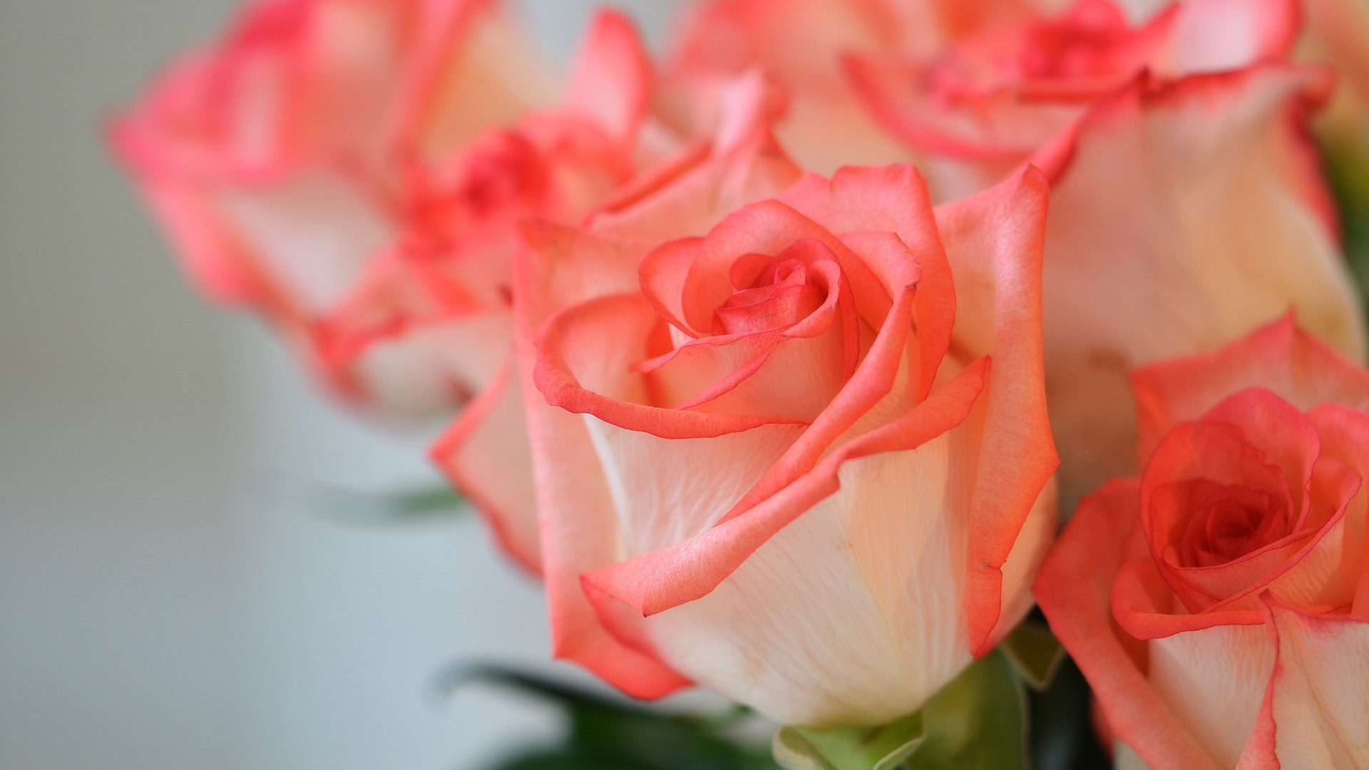 漂亮的玫瑰花，粉色玫瑰花，鲜花，背景，桌面壁纸