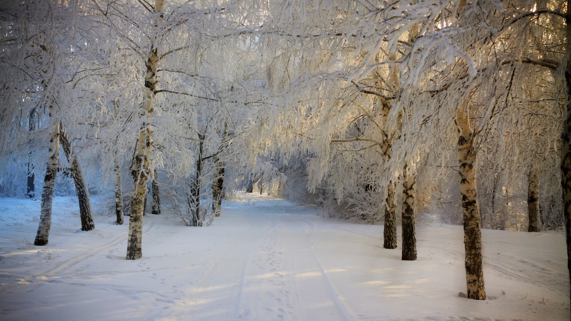 冬天,雪,道路,树图片,冬季风景壁纸