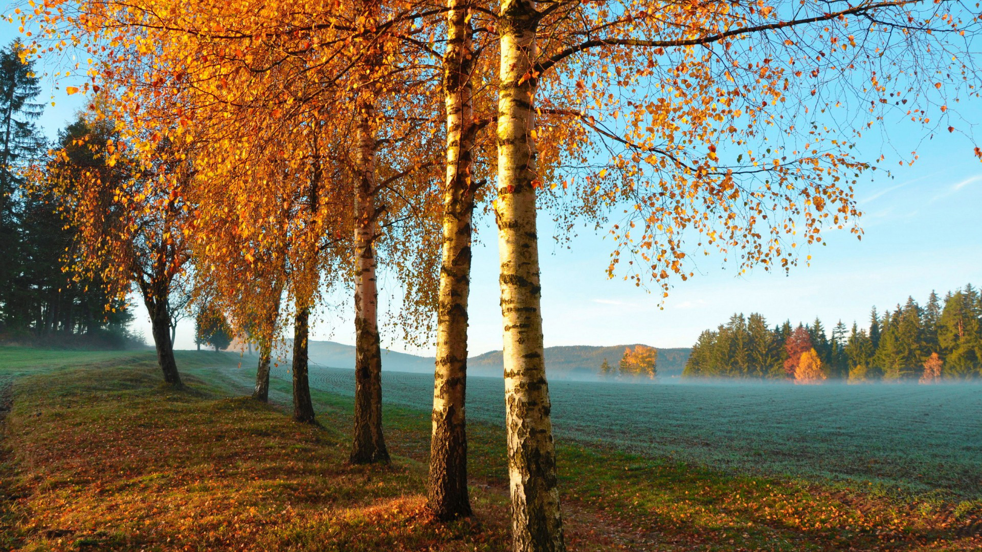 秋季，树木，田野，早上的风景，桌面壁纸