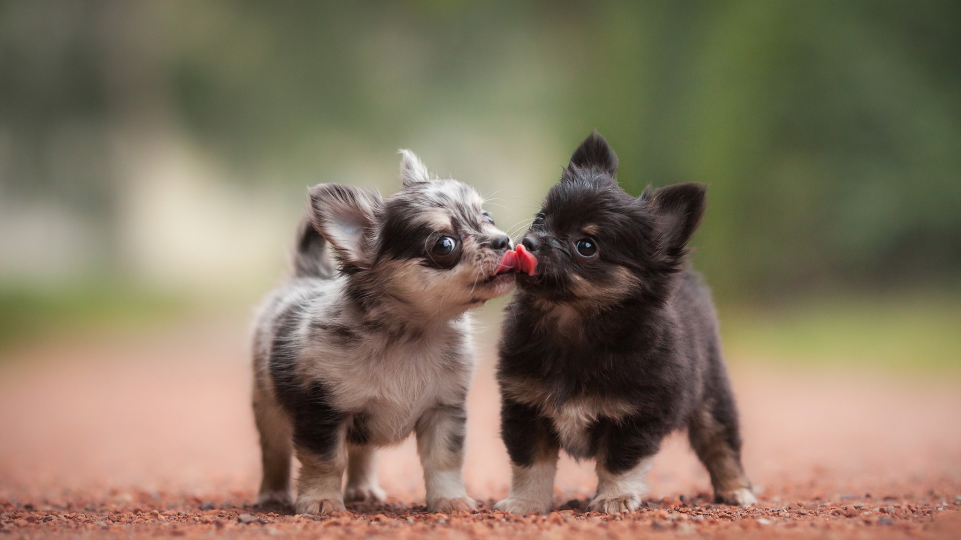 两只小狗,萌,接吻,朋友,爱情,小狗壁纸