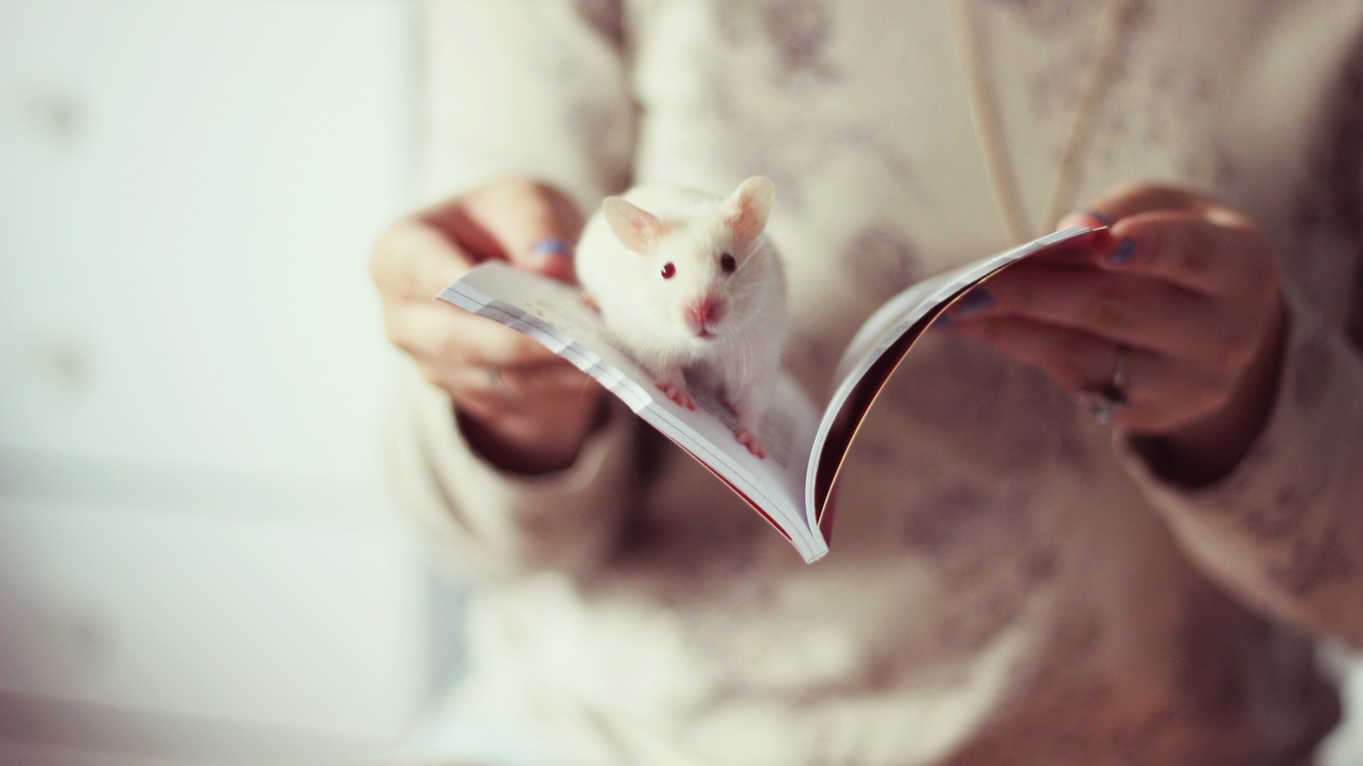 女孩,小老鼠,书,意境图片,唯美壁纸