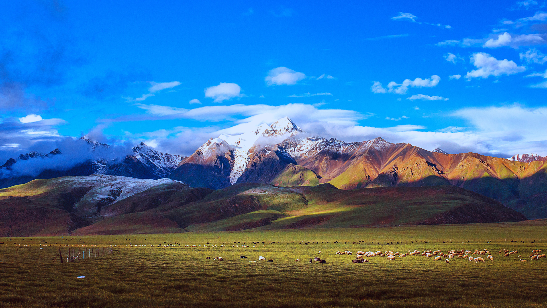 西藏羊八井,美丽的草原天空,羊群,风景桌面壁纸