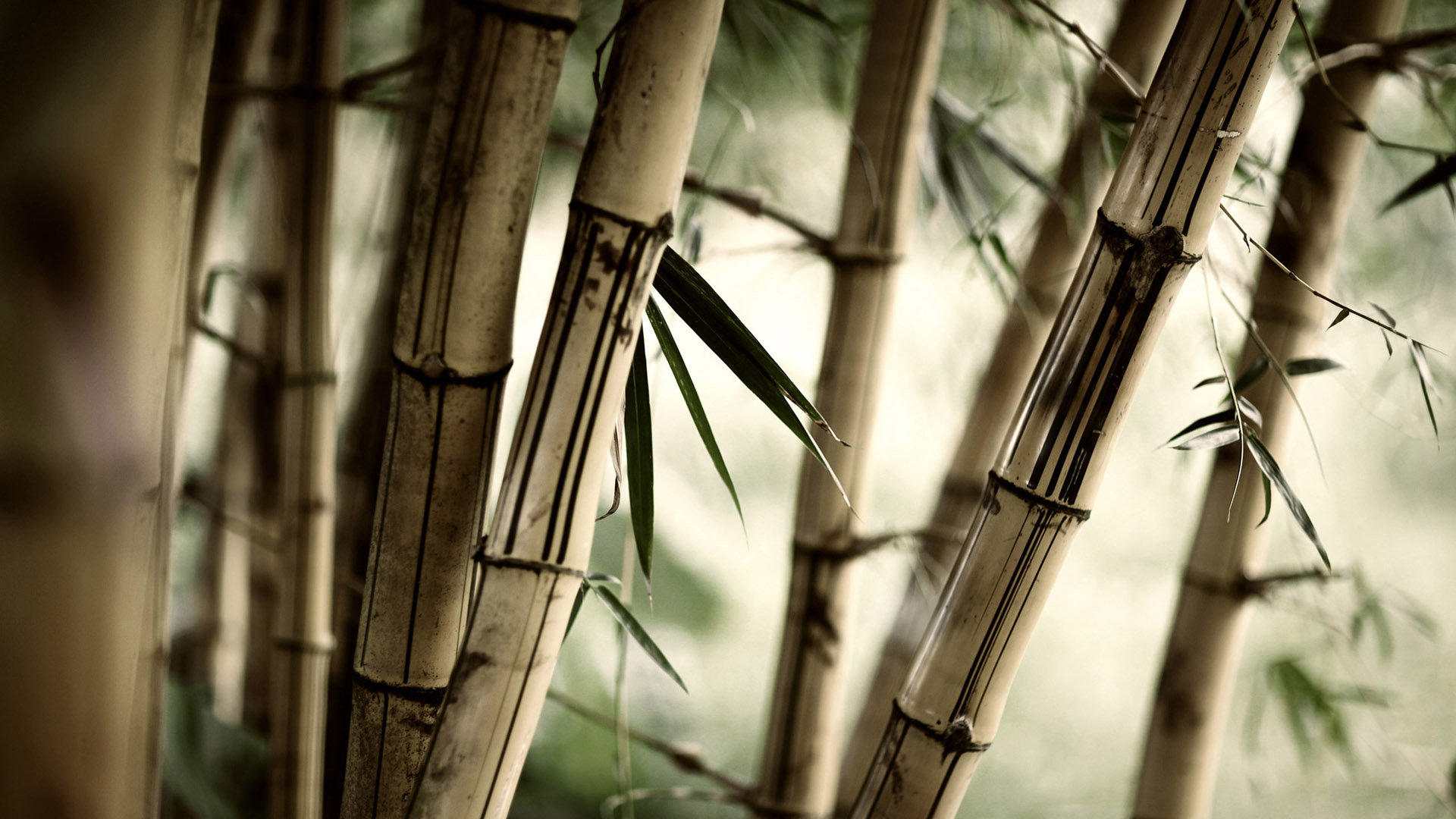 好看的竹子桌面背景图片