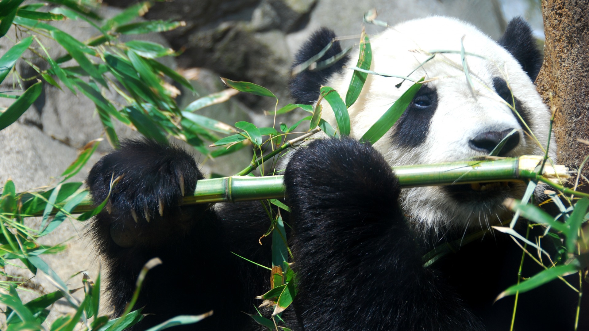熊猫，竹子，熊猫壁纸