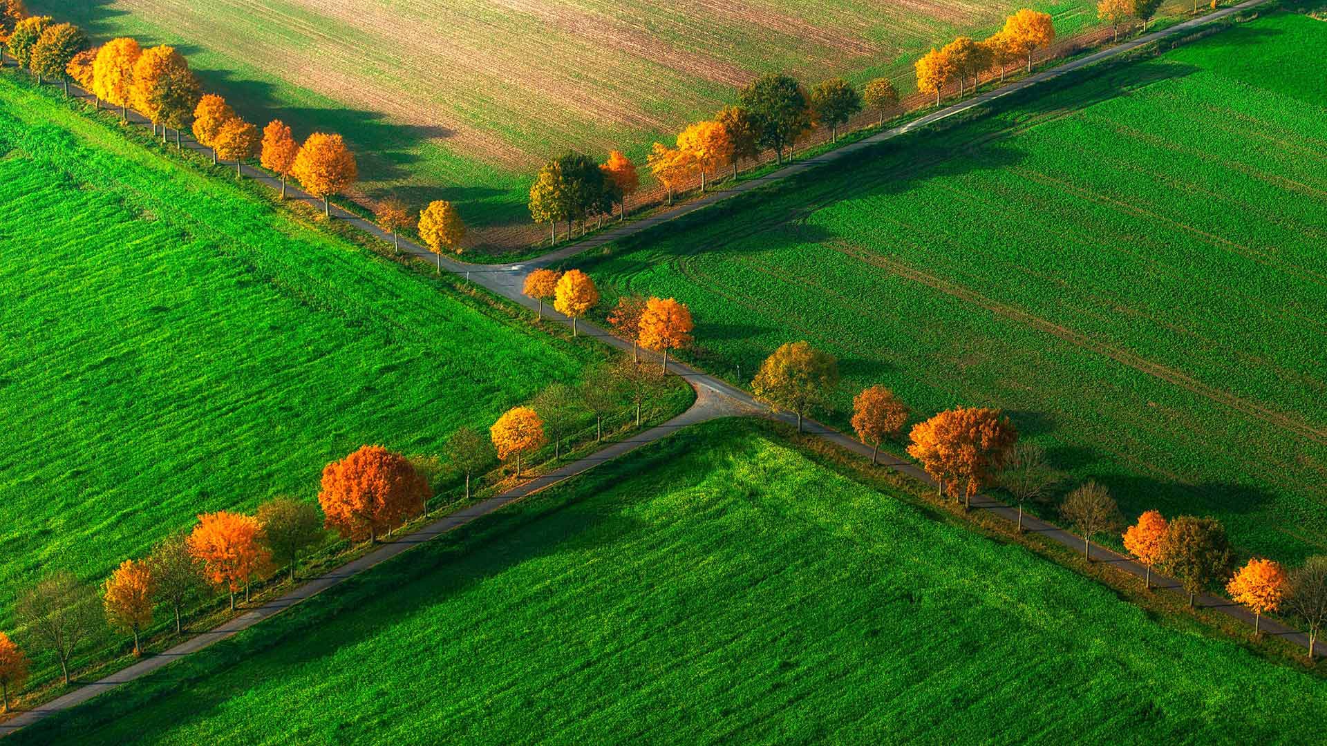 德国北莱茵威斯特法伦州  田野 树木 秋天风景桌面壁纸