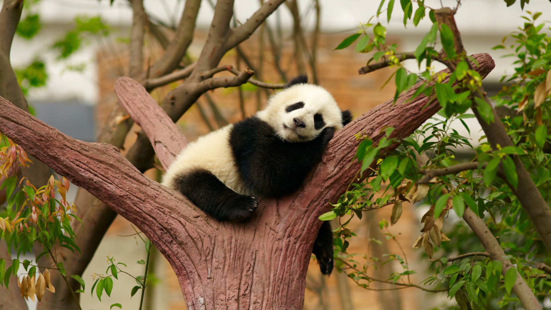 熊猫，国宝，在树上睡眠，休息，树的图片，叶子，动物主题电脑壁纸
