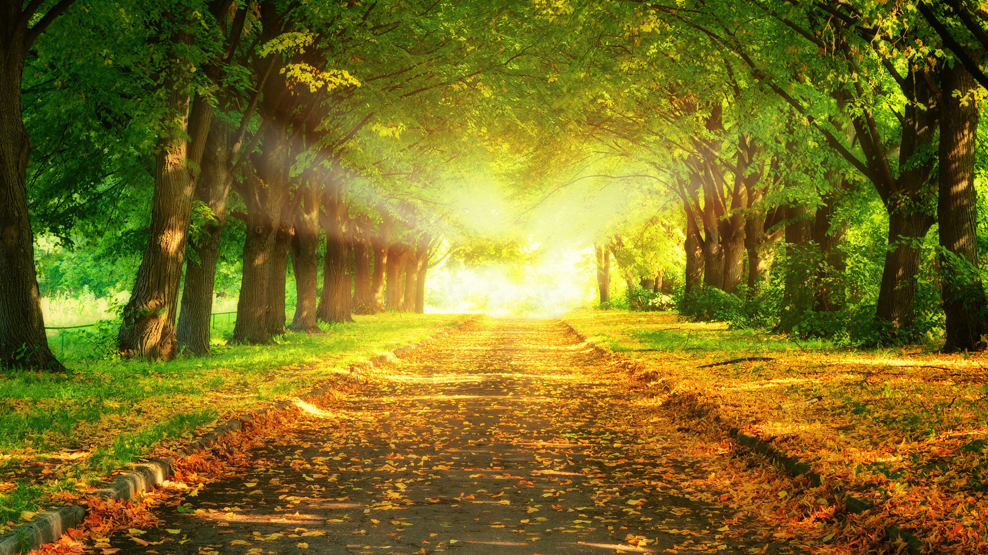 自然公园路,树林,阳光,落叶,美丽的自然风景桌面壁纸