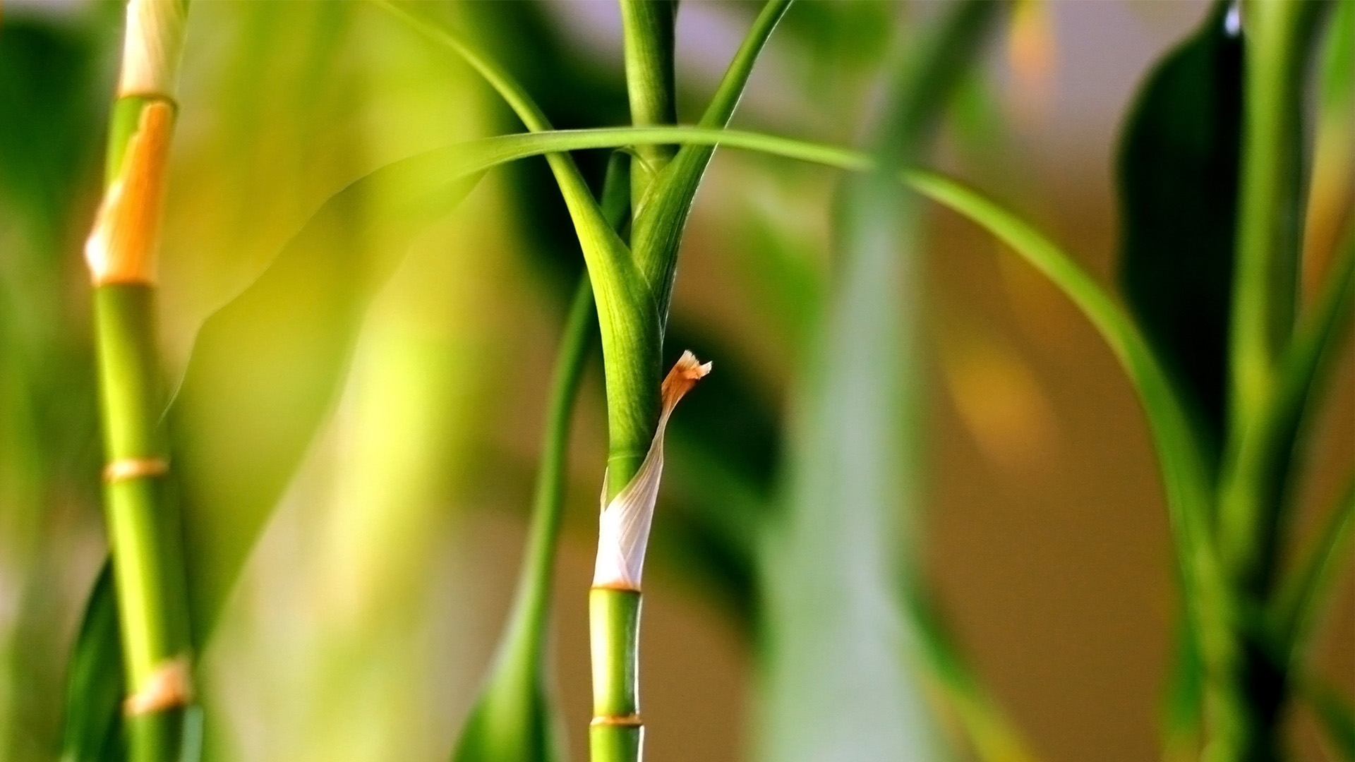 春天绿色植物桌面壁纸