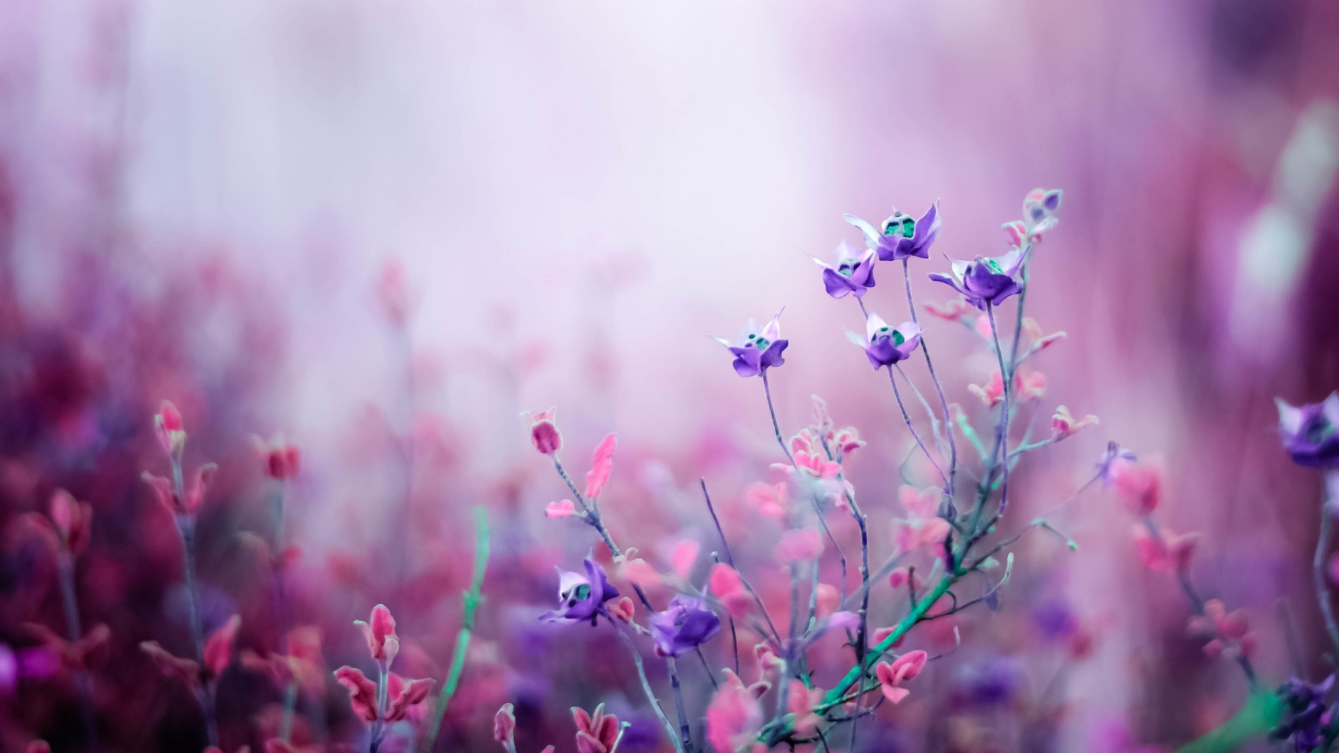 花，紫色，粉色，花海，桌面壁纸