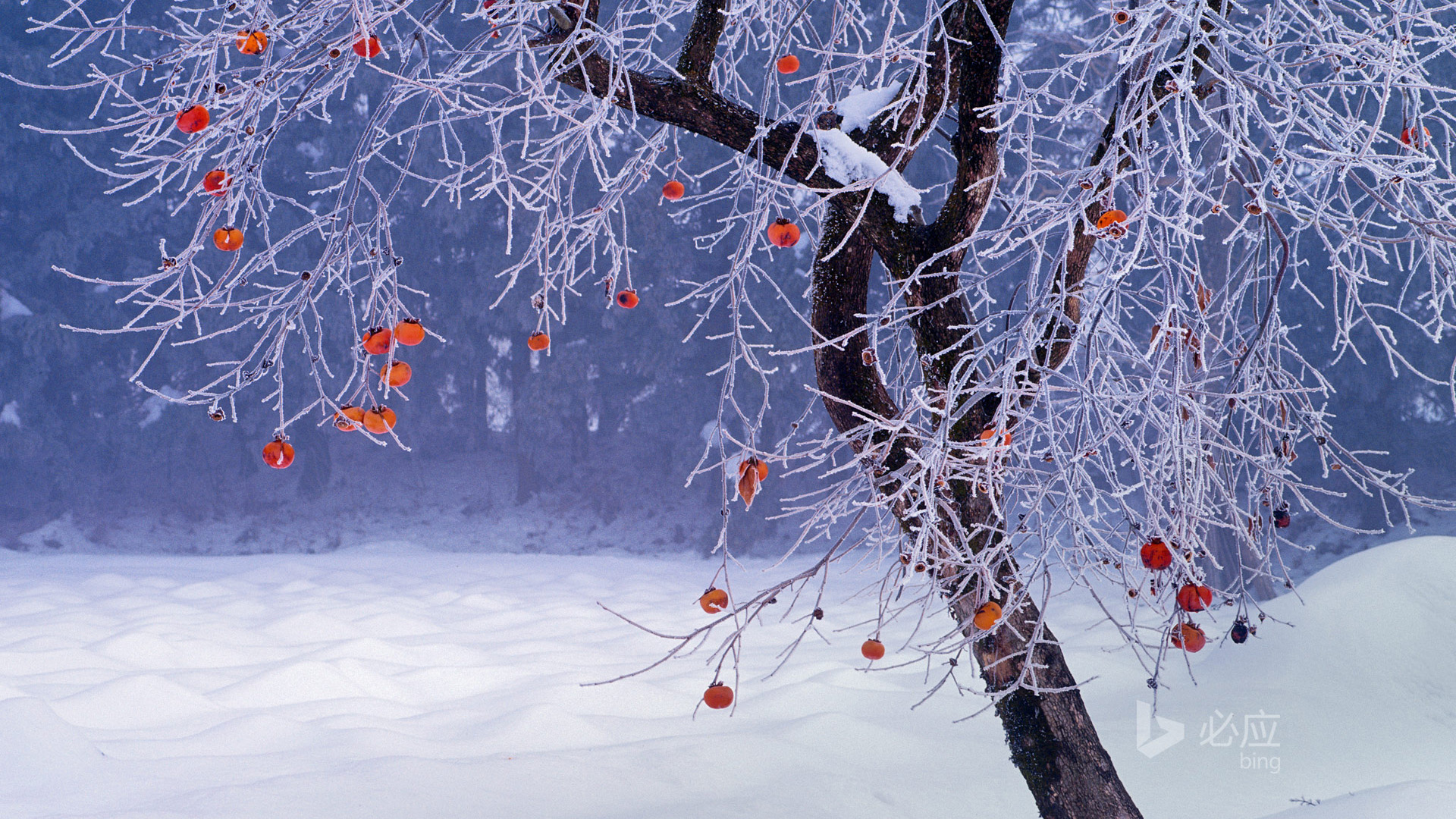 柿子树,冬天的树,雪,风景壁纸