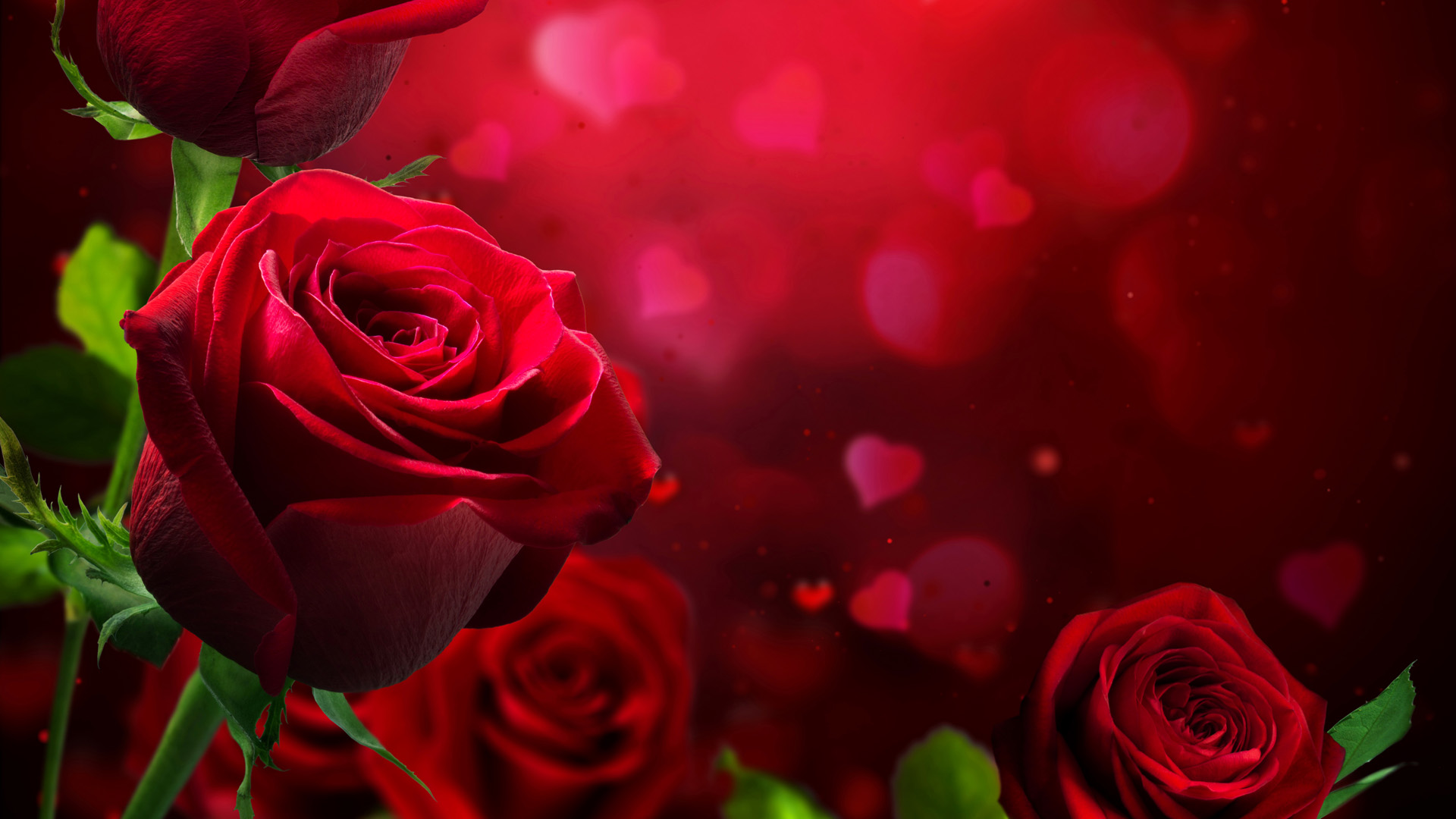 红色玫瑰花写真高清电脑壁纸