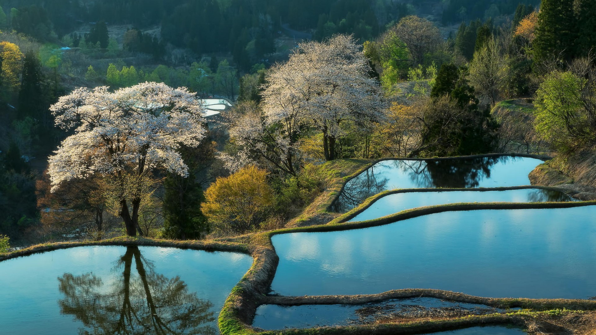 自然之美，山树环绕的种植园与水稻田，耕种间的乡村风景壁纸免费下载