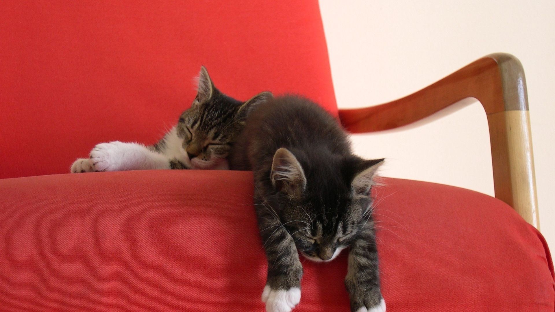 椅子，小猫，睡觉，可爱姿势，小猫桌面壁纸