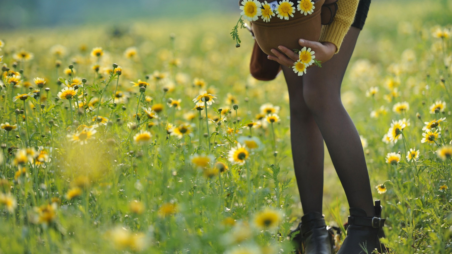 女孩，花，包包，黑色丝袜，美腿，花海，草地，唯美美女壁纸