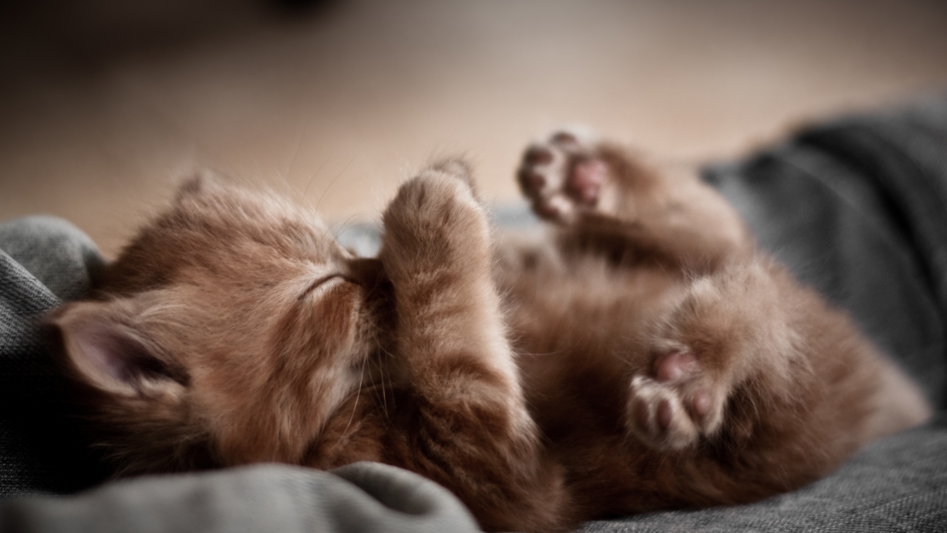 小猫睡觉,梦,小猫的爪子,桌面壁纸