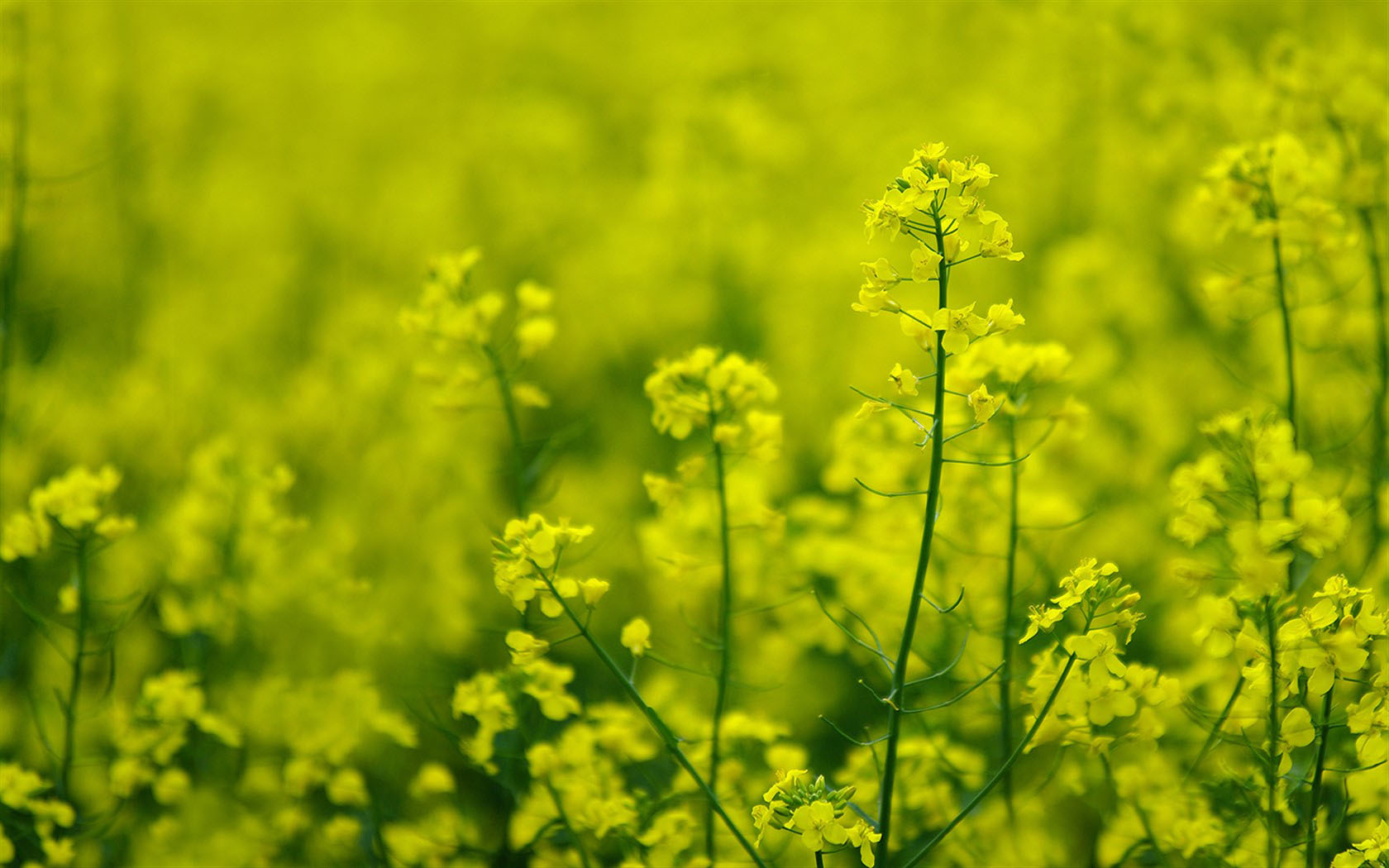 油菜花高清电脑桌面壁纸，免费花卉壁纸精选下载