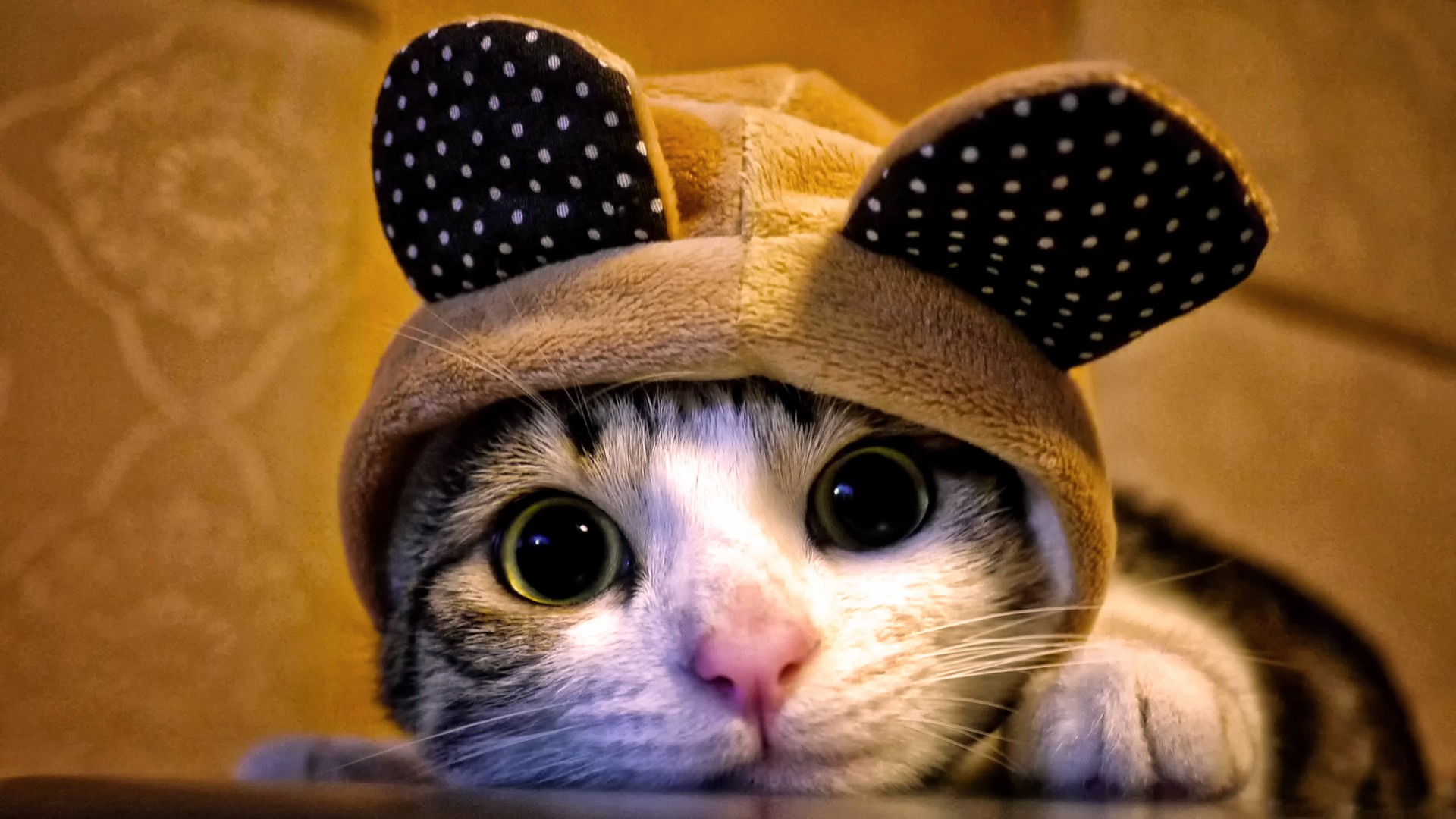 猫,眼睛,猫耳,萌货,萌猫咪,可爱动物壁纸