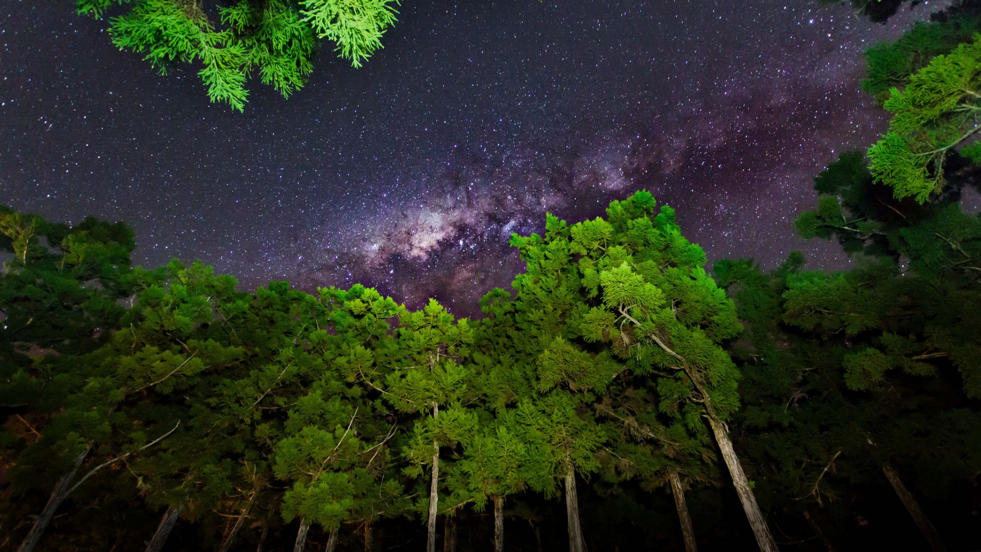 夜空星光璀璨，树木映光生辉，自然美景壁纸，免费下载装点桌面