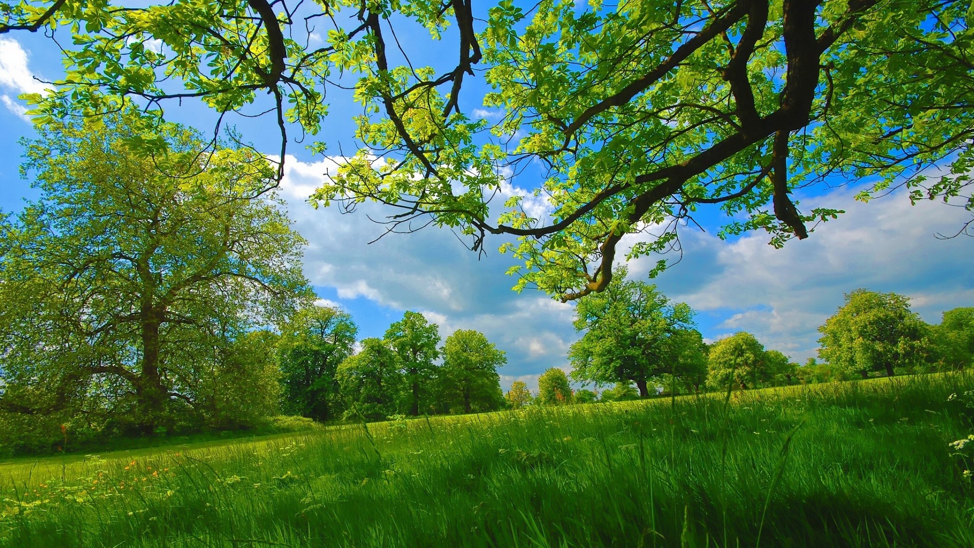 夏日自然盛景，草地树木映蓝天，绝美壁纸免费下载装点你的桌面