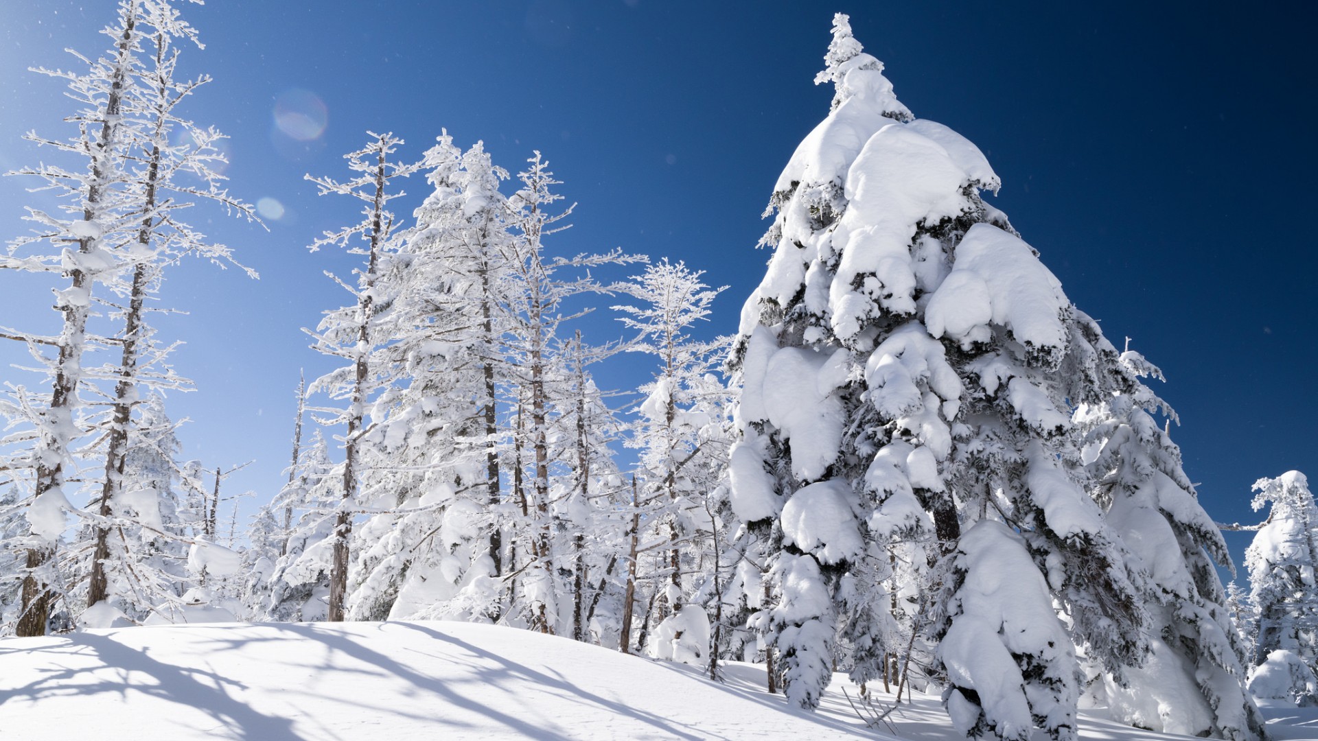 冬天，边坡，云杉树，雪，大自然，冬天风景壁纸