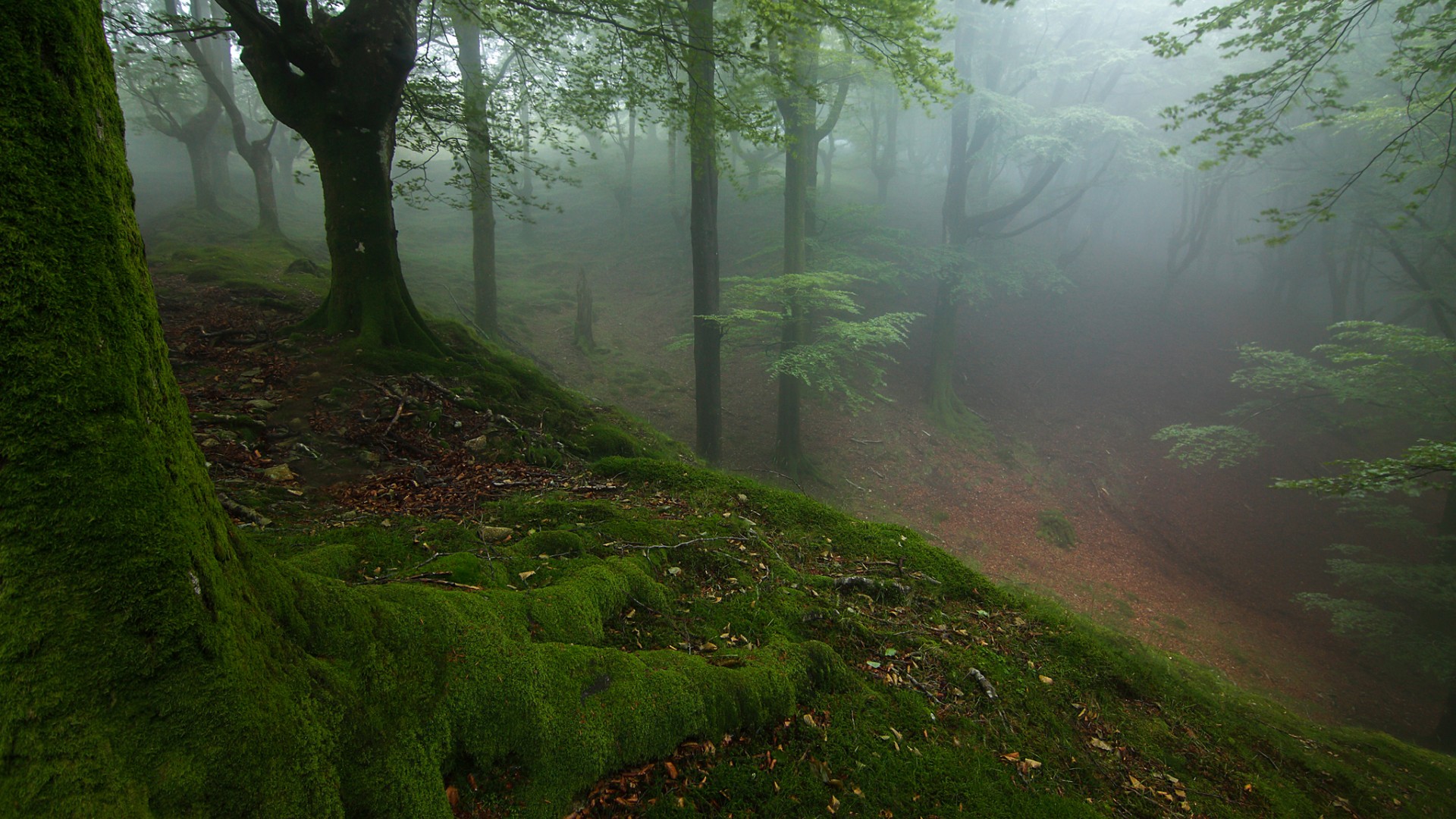 森林,树木,斜坡,雾,青苔,美丽自然风景桌面壁纸